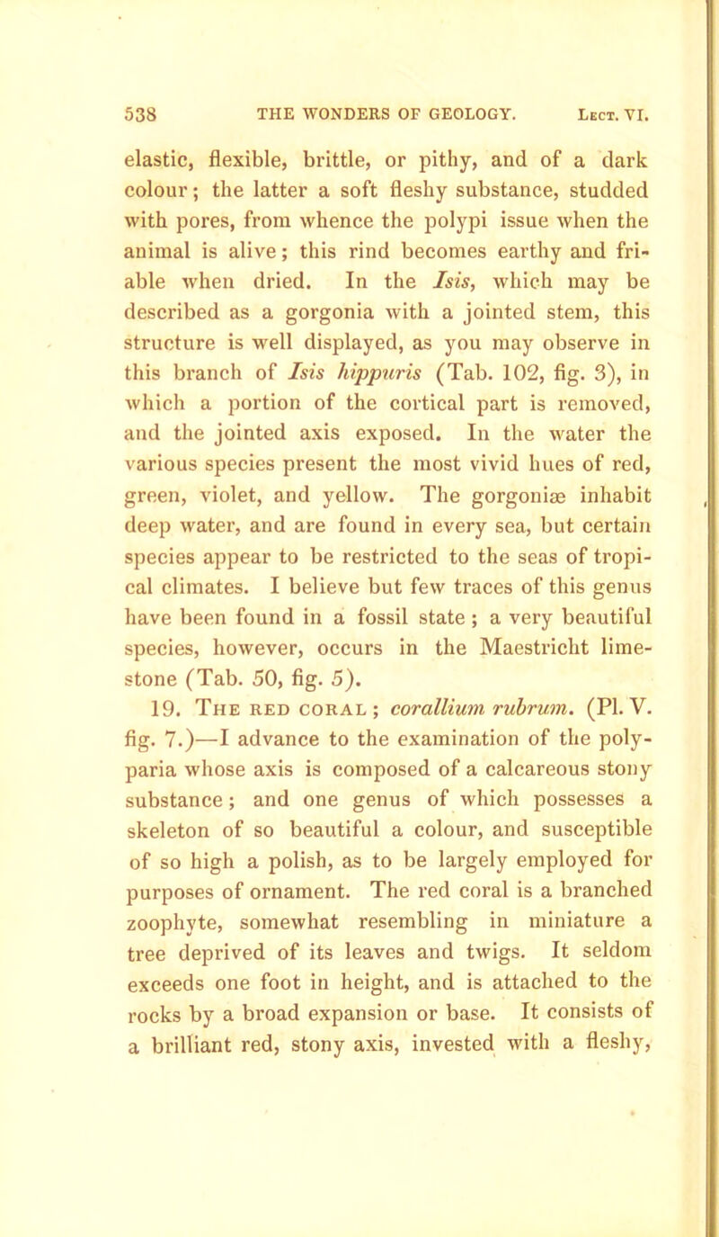 elastic, flexible, brittle, or pithy, and of a dark colour; the latter a soft fleshy substance, studded with pores, from whence the polypi issue when the animal is alive; this rind becomes earthy and fri- able when dried. In the Isis, which may be described as a gorgonia with a jointed stem, this structure is well displayed, as you may observe in this branch of Isis hippuris (Tab. 102, fig. 3), in which a portion of the cortical part is removed, and the jointed axis exposed. In the water the various species present the most vivid hues of red, green, violet, and yellow. The gorgonise inhabit deep water, and are found in every sea, but certain species appear to be restricted to the seas of tropi- cal climates. I believe but few traces of this genus have been found in a fossil state ; a very beautiful species, however, occurs in the Maestricht lime- stone (Tab. 50, fig. 5). 19. The red coral ; cor allium rubrum. (PI. V. fig. 7.)—I advance to the examination of the poly- paria whose axis is composed of a calcareous stony substance; and one genus of which possesses a skeleton of so beautiful a colour, and susceptible of so high a polish, as to be largely employed for purposes of ornament. The red coral is a branched zoophyte, somewhat resembling in miniature a tree deprived of its leaves and twigs. It seldom exceeds one foot in height, and is attached to the rocks by a broad expansion or base. It consists of a brilliant red, stony axis, invested with a fleshy,