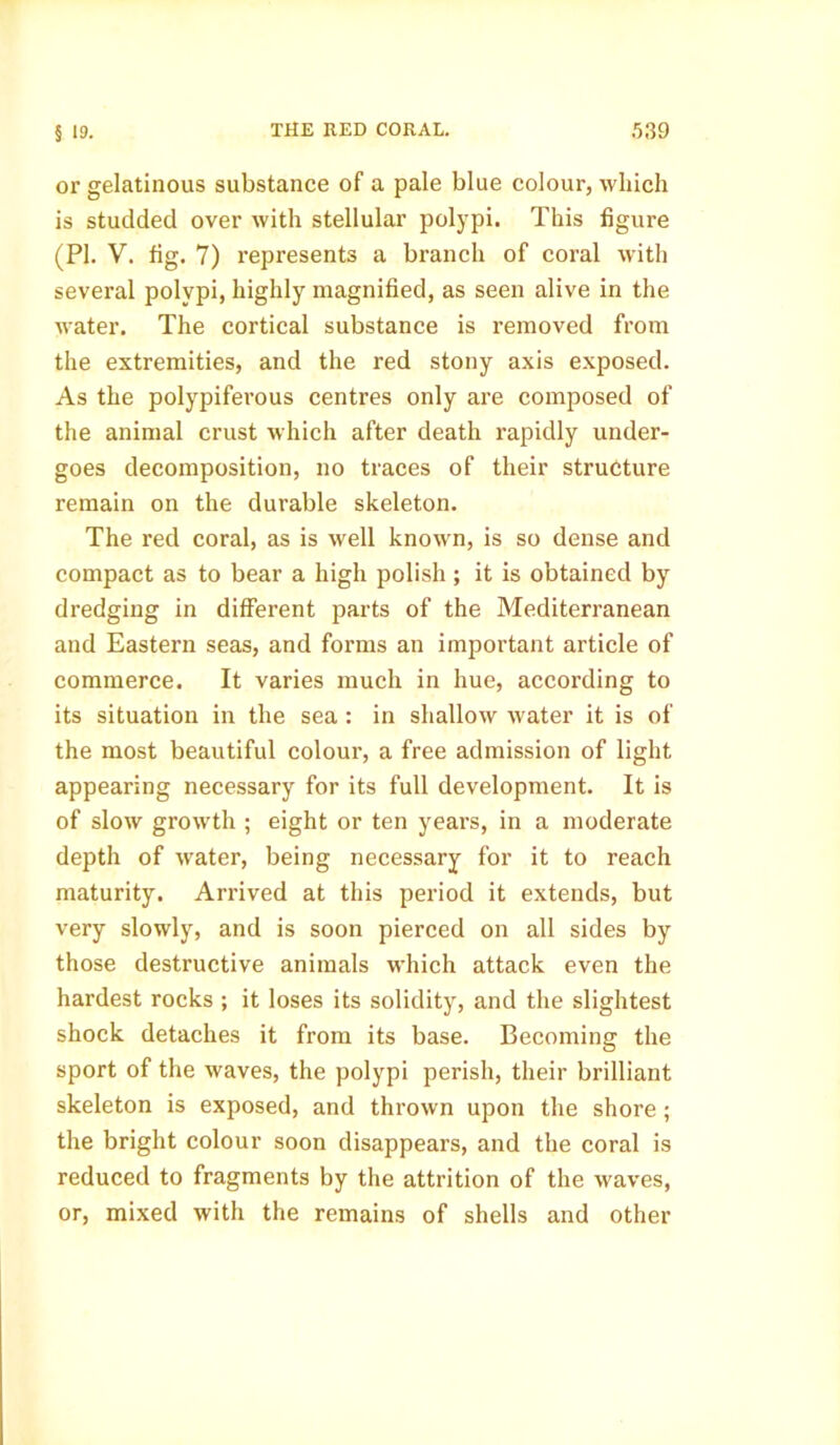 or gelatinous substance of a pale blue colour, which is studded over with stellular polypi. This figure (PI. V. fig. 7) represents a branch of coral with several polypi, highly magnified, as seen alive in the water. The cortical substance is removed from the extremities, and the red stony axis exposed. As the polypiferous centres only are composed of the animal crust which after death rapidly under- goes decomposition, no traces of their structure remain on the durable skeleton. The red coral, as is well known, is so dense and compact as to bear a high polish; it is obtained by dredging in different parts of the Mediterranean and Eastern seas, and forms an important article of commerce. It varies much in hue, according to its situation in the sea : in shallow water it is of the most beautiful colour, a free admission of light appearing necessary for its full development. It is of slow growth ; eight or ten years, in a moderate depth of water, being necessary for it to reach maturity. Arrived at this period it extends, but very slowly, and is soon pierced on all sides by those destructive animals which attack even the hardest rocks ; it loses its solidity, and the slightest shock detaches it from its base. Becoming the sport of the waves, the polypi perish, their brilliant skeleton is exposed, and thrown upon the shore; the bright colour soon disappears, and the coral is reduced to fragments by the attrition of the waves, or, mixed with the remains of shells and other