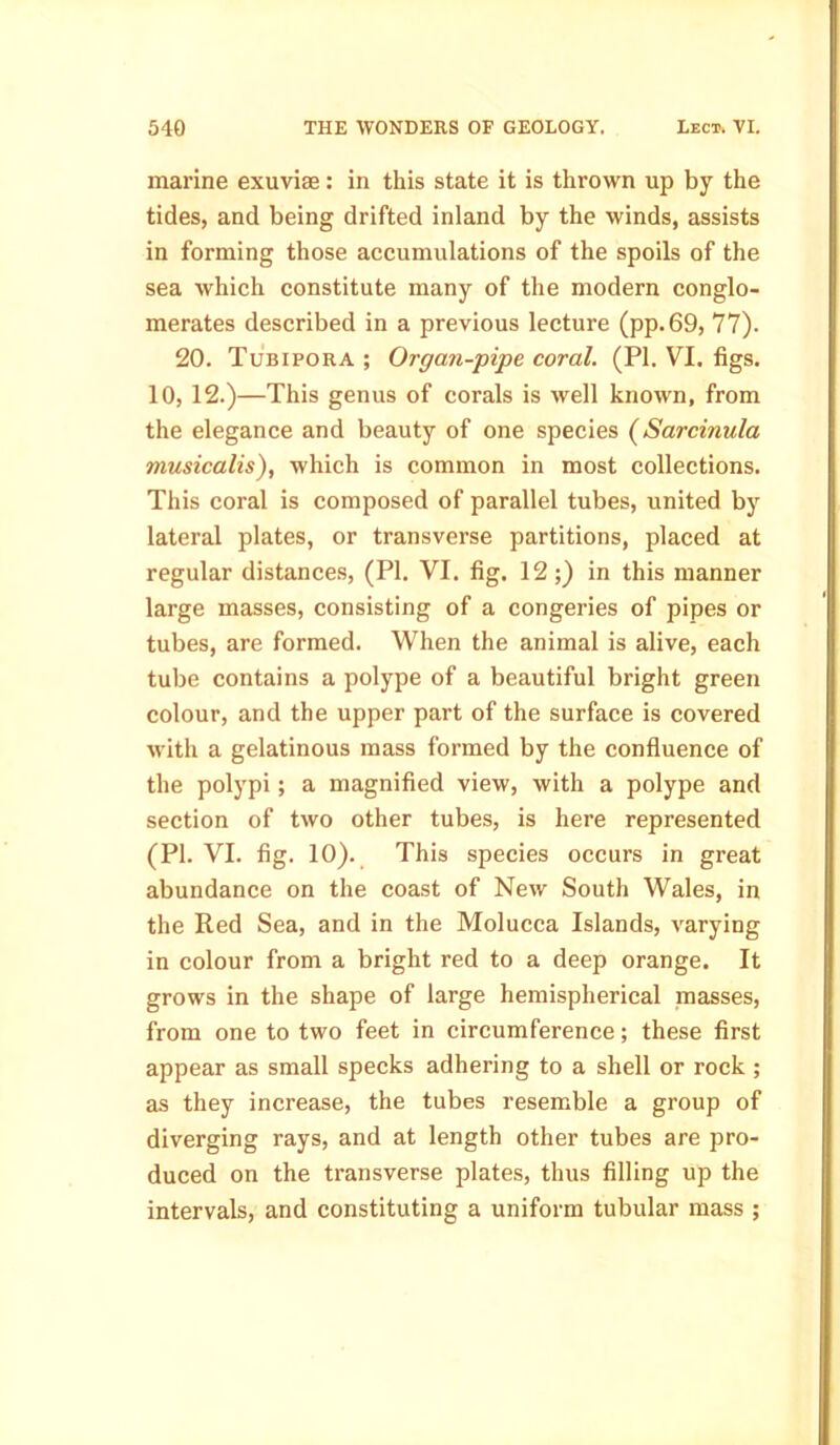 marine exuviae: in this state it is thrown up by the tides, and being drifted inland by the winds, assists in forming those accumulations of the spoils of the sea which constitute many of the modern conglo- merates described in a previous lecture (pp.69, 77). 20. Tubipora ; Organ-pipe coral. (PI. VI. figs. 10, 12.)—This genus of corals is well known, from the elegance and beauty of one species (Sarcinula musicalis), which is common in most collections. This coral is composed of parallel tubes, united by lateral plates, or transverse partitions, placed at regular distances, (PI. VI. fig. 12;) in this manner large masses, consisting of a congeries of pipes or tubes, are formed. When the animal is alive, each tube contains a polype of a beautiful bright green colour, and the upper part of the surface is covered with a gelatinous mass formed by the confluence of the polypi; a magnified view, with a polype and section of two other tubes, is here represented (PI. VI. fig. 10). This species occurs in great abundance on the coast of New South Wales, in the Red Sea, and in the Molucca Islands, varying in colour from a bright red to a deep orange. It grows in the shape of large hemispherical masses, from one to two feet in circumference; these first appear as small specks adhering to a shell or rock ; as they increase, the tubes resemble a group of diverging rays, and at length other tubes are pro- duced on the transverse plates, thus filling up the intervals, and constituting a uniform tubular mass ;