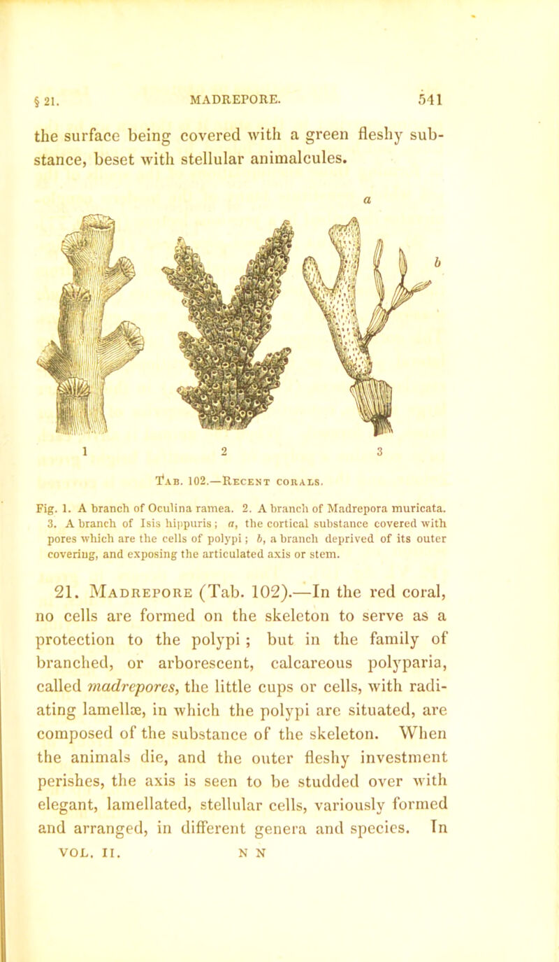 the surface being covered with a green fleshy sub- stance, beset with stellular animalcules. a 1 2 3 T?ab. 102.—Recent corals. Fig. 1. A branch of Oculina ramea. 2. A branch of Madrepora muricata. 3. A branch of Isis hippuris ; a, the cortical substance covered with pores which are the cells of polypi; b, a branch deprived of its outer coveriug, and exposing the articulated axis or stem. 21. Madrepore (Tab. 102).—In the red coral, no cells are formed on the skeleton to serve as a protection to the polypi ; but in the family of branched, or arborescent, calcareous polyparia, called madrepores, the little cups or cells, with radi- ating lamellie, in which the polypi are situated, are composed of the substance of the skeleton. When the animals die, and the outer fleshy investment perishes, the axis is seen to be studded over with elegant, lamellated, stellular cells, variously formed and arranged, in different genera and species. Tn VOL. II. N N