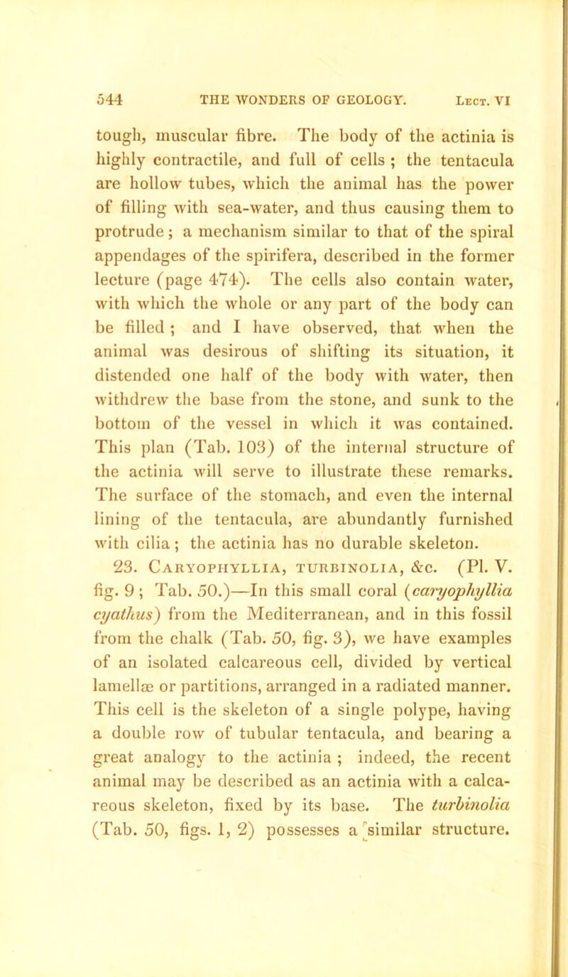 tough, muscular fibre. The body of the actinia is highly contractile, and full of cells ; the tentacula are hollow tubes, which the animal has the power of filling with sea-water, and thus causing them to protrude; a mechanism similar to that of the spiral appendages of the spirifera, described in the former lecture (page 474). The cells also contain water, with which the whole or any part of the body can be filled; and I have observed, that when the animal was desirous of shifting its situation, it distended one half of the body with water, then withdrew the base from the stone, and sunk to the bottom of the vessel in which it was contained. This plan (Tab. 103) of the internal structure of the actinia will serve to illustrate these remarks. The surface of the stomach, and even the internal lining of the tentacula, are abundantly furnished with cilia; the actinia has no durable skeleton. 23. Caryophyllia, turbinolia, &c. (PI. V. fig. 9 ; Tab. 50.)—In this small coral (caryophyllia cyatlius) from the Mediterranean, and in this fossil from the chalk (Tab. 50, fig. 3), we have examples of an isolated calcareous cell, divided by vertical lamellae or partitions, arranged in a radiated manner. This cell is the skeleton of a single polype, having a double row of tubular tentacula, and bearing a great analogy to the actinia ; indeed, the recent animal may be described as an actinia with a calca- reous skeleton, fixed by its base. The turbinolia (Tab. 50, figs. 1, 2) possesses a similar structure.