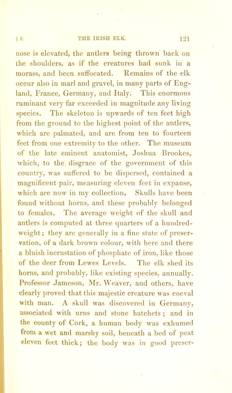 nose is elevated, the antlers being thrown back on the shoulders, as if the creatures had sunk in a morass, and been suffocated. Remains of the elk occur also in marl and gravel, in many parts of Eng- land, France, Germany, and Italy. This enormous ruminant very far exceeded in magnitude any living species. The skeleton is upwards of ten feet high from the ground to the highest point of the antlers, which are palmated, and are from ten to fourteen feet from one extremity to the other. The museum of the late eminent anatomist, Joshua Brookes, whicli, to the^ disgrace of the government of this country, was suffered to be dispersed, contained a magnificent pair, measuring eleven feet in expanse, which are now in my collection. Skulls have been found without horns, and these probably belonged to females. The average w'eight of the skull and antlers is computed at three quarters of a hundred- weight ; they are generally in a fine state of preser- vation, of a dark brown colour, with here and there a bluish incrustation of phosphate of iron, like those of the deer from Lewes Levels. The elk shed its horns, and probably, like existing species, annually. Professor Jameson, Mr, Weaver, and others, have clearly proved that this majestic creature was coeval with man. A skull was discovered in Germany, associated with urns and stone hatchets ; and in the county of Cork, a human body was exhumed from a wet and marshy soil, beneath a bed of peat eleven feet thick; the body was in good prescr-