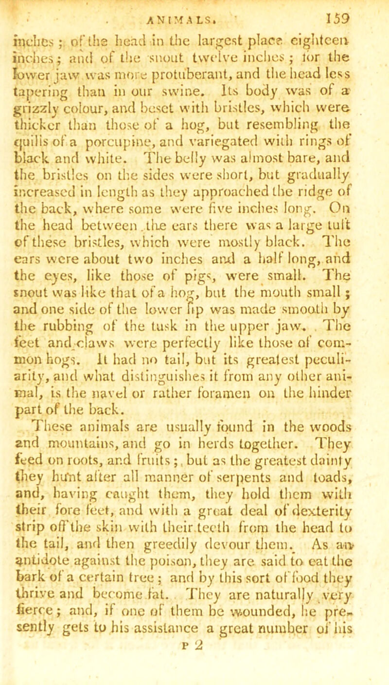 inches ; of the bend in the largest place eighteen indies; and of the snout twelve inches j lor the lower jaw was more protuberant, and the head less tapering than in our swine. Its body was of a grizzly colour, and beset with bristles, which were thicker than those of a hog, but resembling the quilisofa porcupine, and variegated with rings of black and white. The belly was almost bare, and the bristles on the sides were short, but gradually increased in length as they approached the ridge of the back, where some were five inches long. On the head between ..the ears there was a large tult of these bristles, which were mostly black. The ears were about two inches and a half long, and the eyes, like those of pigs, were small. The snout was like that of a hog, but the mouth small ; and one side of the lower ftp was made smooth by the rubbing of the tusk in the upper jaw. The feet and claws were perfectly like those of com- mon hogs. It had no tail, but its greatest peculi- arity, and w'nat distinguishes it from any other ani- mal, is the navel or rather foramen on the hinder part of the back. These animals are usually found in the woods and mountains, and go in herds together. They feed on roots, and Iruitsbut as the greatest dainty they hunt alter all manner of serpents and toads, and, having caught them, they hold them with their fore feet, and with a great deal of dexterity strip off the skin with their.teeth from the head to the tail, and then greedily devour them. As aiv antidote against the poison, they are said to eat the bark of a certain tree ; and by this sort oflood they thrive and become fat. They are naturally very fierce; and, if one of them be wounded, he pre* sently gets to his assistance a great number of his