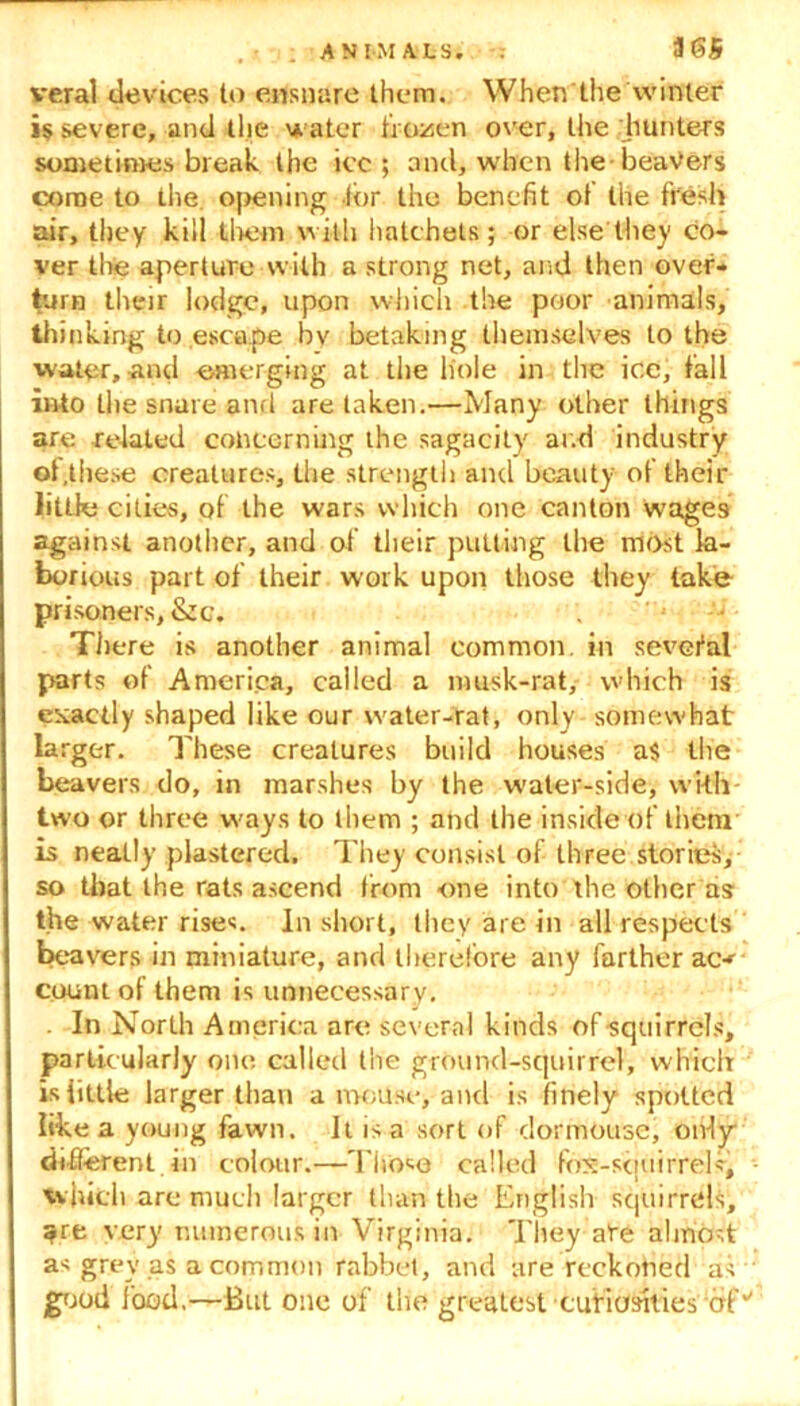veral devices to ensnare them. When the winter i$ severe, and the water frozen over, the [hunters sometimes break the icc ; and, when the-beaVers come to the opening for the benefit of the fresh air, they kill them with hatchets; or else'they co- ver the aperture with a strong net, and then over- turn their lodge, upon which the poor animals, thinking to escape by betaking themselves to the water, and emerging at the liole in the ice, fall into the snare and are taken.—Many other things are related concerning the sagacity ar.d industry ot.these creatures, the strength and beauty of their little cities, of the wars which one canton Wages against another, and of their putting the most la- borious part of their work upon those they take prisoners,&c. There is another animal common, in several parts of America, called a nmsk-rat, which is exactly shaped like our water-rat, only somewhat larger. These creatures build houses a$ the beavers do, in marshes by the water-side, with two or three ways to them ; and the inside of them is neatly plastered. They consist of three stories, so that the rats ascend from one into the other as the water rises. In short, they are in all respects beavers in miniature, and therefore any farther ac-f count ot them is unnecessary. In North America are several kinds of squirrels, particularly one called the ground-squirrel, which is little larger than a mouse, and is finely spotted like a young fawn. It is a sort of dormouse, only different in colour.—Those called fox-squirrels, which are much larger than the English squirrels, «re very numerous in Virginia. They ate almost as grey as a common rabbet, and are reckoned as good food,—But one of the greatest curiosities of