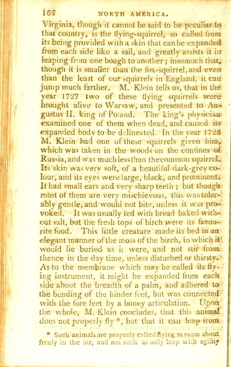 Virginia, though it cannot be said to be peculiar to that country, is the flying-squirrel, so called from its being provided with a skin that can be expanded from each side like a sail, and greatly assists it irt leaping from one bough to another; insomuch that, though it is smaller than the fox-squirrel, and even than the least of our squirrels in England, it can jump much farther. M. Klein tells us, that in the year 1727 two of these flying squirrels were brought alive to Warsaw, and presented to Am gustus II. king of Poland. The king’s physician examined one of them when dead, and caused its' expanded body to be delineated. In the year 172S M. Klein had one of these squirrels given him, which was taken in the woods on the confines of Russia,and was muchlessthan thecommon squirrel. Its skin was verv soft, of a beautiful dark-grey co- lour, and its eyes were large, black, and prominent; It had small ears and very sharp teeth ; but though most of them are very mischievous, this vvastoler- ably gentle, and would not bite, unless it was pro- voked. It was usually ted with bread baked with* out salt, but the fresh tops of birch were its favou- rite food. This little creature made its bed in an elegant manner of the moss of the birch, in which it would lie buried as it were, and not stir from thence in the day time, unless disturbed or thirsty.- As to the membrane which may be called its fly- ing instrument, it might be expanded from each side about the breadth of a palm, and adhered to the bending of the hinder feet, but was connected with the fore feet by a boney articulation. Upon the whole, M. Klein concludes, that this animal does not properly fly *, but that it can leap from * Such animals are properly called flying as roam about freely in the air, and not such as only leap vvi'.h agility