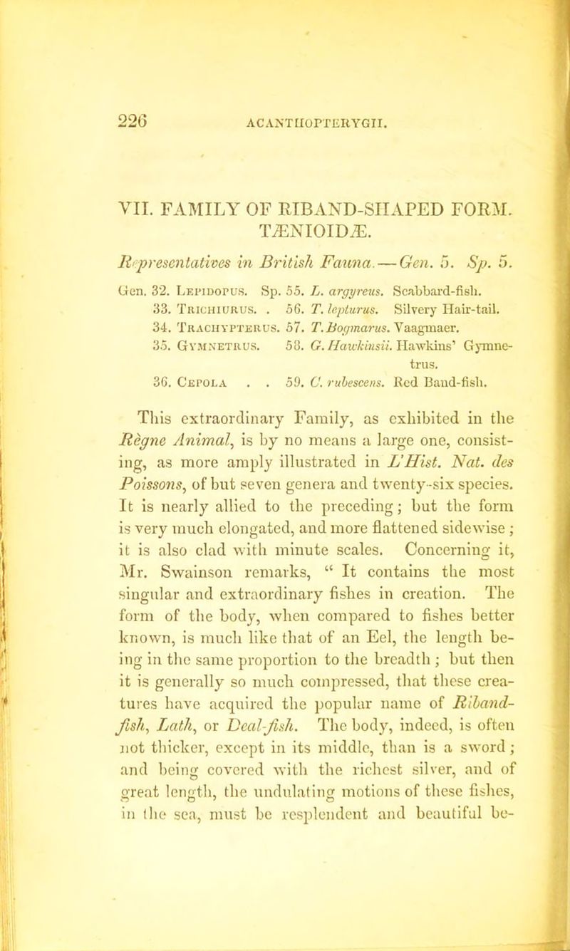VII. FAMILY OF RIBAND-SHAPED FORM. T/ENIOIDvE. Representatives in British Fauna. — Gen. 5. Sp. 5. Gen. 32. Lepidopus. Sp. 55. L. argyreus. Scabbard-fish. 33. Trichiurus. . 56. T. leplurus. Silvery Hair-tail. 34. Trachypterus. 57. T. Bogmarus. Vaagmaer. 3.5. Gymnetrus. 58. G. Hawkinsii. Hawldns’ Gymne- trus. 36. Cepoi-a . . 59. C. rubescens. Red Band-fish. This extraordinary Family, as exhibited in the Regne Animal, is by no means a large one, consist- ing, as more amply illustrated in L' Hist. Nat. cles Poissons, of but seven genera and twenty-six species. It is nearly allied to the preceding; hut the form is very much elongated, and more flattened sidewise; it is also clad with minute scales. Concerning it, Mr. Swainson remarks, “ It contains the most singular and extraordinary fishes in creation. The form of the body, when compared to fishes better known, is much like that of an Eel, the length be- ing in the same proportion to the breadth ; but then it is generally so much compressed, that these crea- tures have acquired the popular name of Rihand- fisli, Lath, or Deal-Jish. The body, indeed, is often not thicker, except in its middle, than is a sword ; and being covered with the richest silver, and of great length, the undulating motions of these fishes, in the sea, must be resplendent and beautiful be-