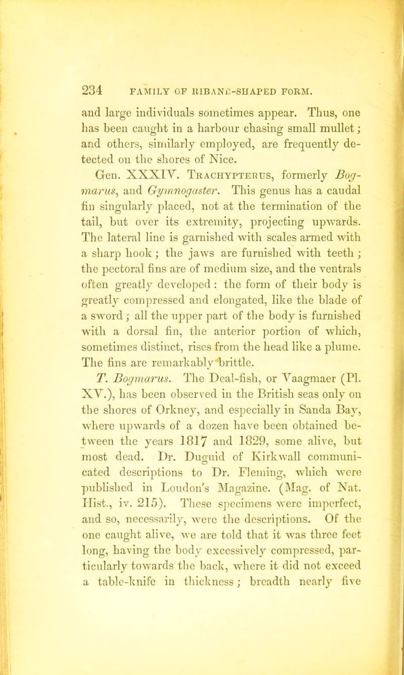 and large individuals sometimes appear. Thus, one has been caught in a harbour chasing small mullet; and others, similarly employed, are frequently de- tected on the shores of Nice. Gen. XXXIV. Trachypterus, formerly Bog- m.arus, and Gymnogaster. This genus has a caudal fin singularly placed, not at the termination of the tail, hut over its extremity, projecting upwards. The lateral line is garnished with scales armed with a sharp hook ; the jaws are furnished with teeth ; the pectoral fins are of medium size, and the ventrals often greatly developed : the form of their body is greatly compressed and elongated, like the blade of a sword ; all the upper part of the body is furnished with a dorsal fin, the anterior portion of which, sometimes distinct, rises from the head like a plume. The fins are remarkably'brittle. T. Bogmarus. The Deal-fish, or Vaagmaer (PI. XV.), has been observed in the British seas only on the shores of Orkney, and especially in Sanda Bay, where upwards of a dozen have been obtained be- tween the years 1817 and 1829, some alive, but most dead. Dr. Duguid of Kirkwall communi- cated descriptions to Dr. Fleming, which were published in Loudon’s Magazine. (Mag. of Nat. Hist., iv. 215). These specimens were imperfect, and so, necessarily, were the descriptions. Of the one caught alive, we are told that it was three feet long, having the body excessively compressed, par- ticularly towards the back, where it did not exceed a table-knife in thickness; breadth nearly five