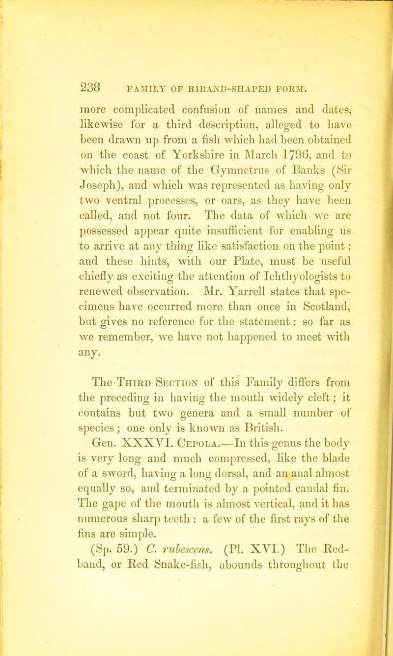 more complicated confusion of names and dates, likewise for a third description, alleged to have been drawn up from a fish which had been obtained on the coast of Yorkshire in March 1796, and to which the name of the Gymnctrus of Banks (Sir Joseph), and which was represented as having only two ventral processes, or oars, as they have been called, and not four. The data of which we are possessed appear quite insufficient for enabling us to arrive at any thing like satisfaction on the point; and these hints, with our Plate, must be useful chiefly as exciting the attention of Ichthyologists to renewed observation. Mr. Yarrell states that spe- cimens have occurred more than once in Scotland, but gives no reference for tbe statement: so far as we remember, we have not happened to meet with any. The Third Section of this Family differs from the preceding in having the mouth widely cleft; it contains but two genera and a small number of species; one only is known as British. Gen. XXXYI. Cepola.—In this genus the body is very long and much compressed, like the blade of a sword, having a long dorsal, and an anal almost equally so, and terminated by a pointed caudal fin. The gape of the mouth is almost vertical, and it has numerous sharp teeth : a few of the first rays of the fins are simple. (Sp. 59.) C. rubescens. (PI. XYI.) The Red- hand, or Red Snake-fish, abounds throughout the