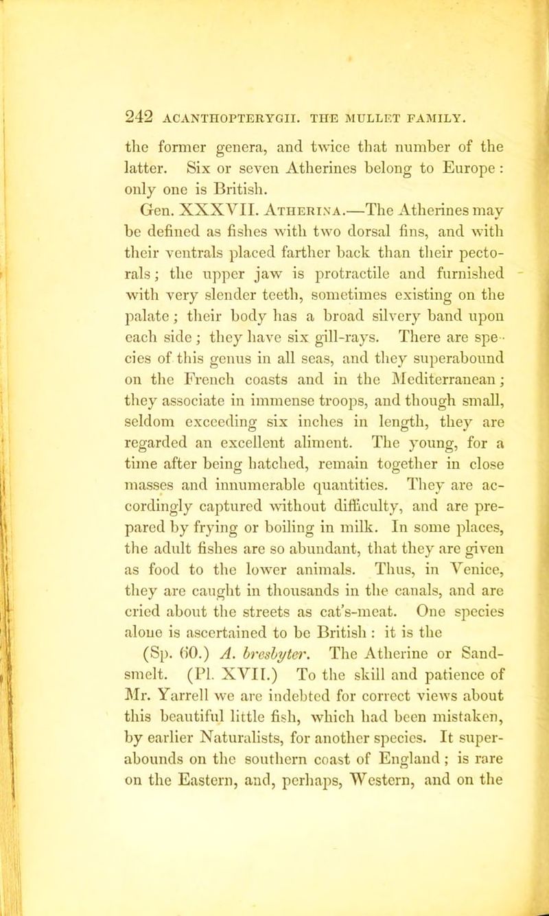 the former genera, and twice that number of the latter. Six or seven Atherines belong to Europe: only one is British. Gen. XXXVII. Atherina.—The Atherines may he defined as fishes with two dorsal fins, and with their ventrals placed farther back than their pecto- rals ; the upper jaw is protractile and furnished with very slender teeth, sometimes existing on the palate; their body has a broad silvery band upon each side ; they have six gill-rays. There are spe - cies of this genus in all seas, and they superabound on the French coasts and in the Mediterranean; they associate in immense troops, and though small, seldom exceeding six inches in length, they are regarded an excellent aliment. The young, for a time after being hatched, remain together in close masses and innumerable quantities. They are ac- cordingly captured without difficulty, and are pre- pared by frying or boiling in milk. In some places, the adult fishes are so abundant, that they are given as food to the lower animals. Thus, in Venice, they are caught in thousands in the canals, and are cried about the streets as cat’s-meat. One species alone is ascertained to be British : it is the (Sp. GO.) A. brcsbytcr. The Atherine or Sand- smelt. (PI. XVII.) To the skill and patience of Mr. Yarrell we are indebted for correct views about this beautiful little fish, which had been mistaken, by earlier Naturalists, for another species. It super- abounds on the southern coast of England; is rare on the Eastern, and, perhaps, Western, and on the