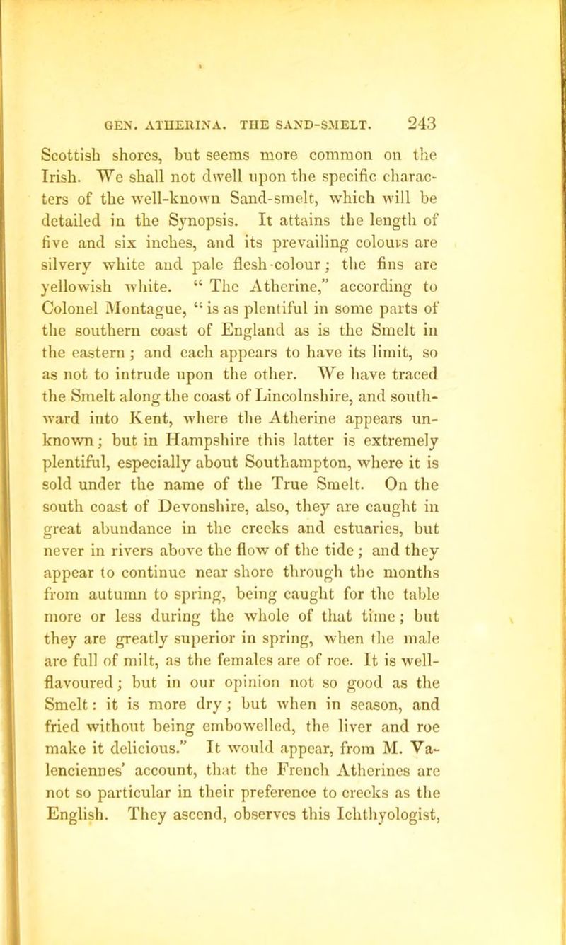 Scottish shores, but seems more common on the Irish. We shall not dwell upon the specific charac- ters of the well-known Sand-smelt, which will be detailed in the Synopsis. It attains the length of five and six inches, and its prevailing colours are silvery white and pale flesh-colour; the fins are yellowish white. “ The Atherine,” according to Colonel Montague, “ is as plentiful in some parts of the southern coast of England as is the Smelt in the eastern; and each appears to have its limit, so as not to intrude upon the other. We have traced the Smelt along the coast of Lincolnshire, and south- ward into Kent, where the Atherine appears un- known ; but in Hampshire this latter is extremely plentiful, especially about Southampton, where it is sold under the name of the True Smelt. On the south coast of Devonshire, also, they are caught in great abundance in the creeks and estuaries, but never in rivers above the flow of the tide; and they appear to continue near shore through the months from autumn to spring, being caught for the table more or less during the whole of that time; but they are greatly superior in spring, when the male arc full of milt, as the females are of roe. It is well- flavoured; but in our opinion not so good as the Smelt: it is more dry; but when in season, and fried without being embowelled, the liver and roe make it delicious. It would appear, from M. Va- lenciennes’ account, that the French Atherines are not so particular in their preference to creeks as the English. They ascend, observes this Ichthyologist,