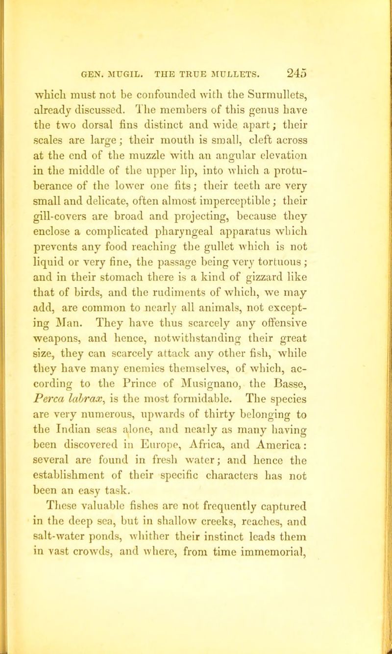 which must not be confounded with the Surmullets, already discussed. The members of this genus have the two dorsal fins distinct and wide apart; their scales are large; their mouth is small, cleft across at the end of the muzzle with an angular elevation in the middle of the upper lip, into which a protu- berance of the lower one fits; their teeth are very small and delicate, often almost imperceptible; their gill-covers are broad and projecting, because they enclose a complicated pharyngeal apparatus which prevents any food reaching the gullet which is not liquid or very fine, the passage being very tortuous; and in their stomach there is a kind of gizzard like that of birds, and the rudiments of which, we may add, are common to nearly all animals, not except- ing Man. They have thus scarcely any offensive weapons, and hence, notwithstanding their great size, they can scarcely attack any other fish, while they have many enemies themselves, of which, ac- cording to the Prince of Musignano, the Basse, Perea lalrax, is the most formidable. The species are very numerous, upwards of thirty belonging to the Indian seas alone, and neaily as many having been discovered in Europe, Africa, and America: several are found in fresh water; and hence the establishment of their specific characters has not been an easy task. These valuable fisbes are not frequently captured in the deep sea, but in shallow creeks, reaches, and salt-water ponds, whither their instinct leads them in vast crowds, and where, from time immemorial,