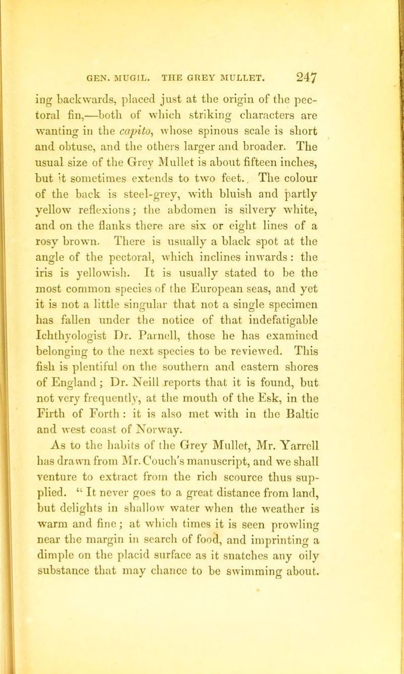 ing backwards, placed just at the origin of the pec- toral fin,—both of which striking characters are wanting in the capito, whose spinous scale is short and obtuse, and the others larger and broader. The usual size of the Grey Mullet is about fifteen inches, but 't sometimes extends to two feet. The colour of the back is steel-grey, with bluish and partly yellow reflexions; the abdomen is silvery white, and on the flanks there are six or eight lines of a rosy brown. There is usually a black spot at the angle of the pectoral, which inclines inwards: the iris is yellowish. It is usually stated to be the most common species of the European seas, and yet it is not a little singular that not a single specimen has fallen under the notice of that indefatigable Ichthyologist Dr. Parnell, those he has examined belonging to the next species to be reviewed. This fish is plentiful on the southern and eastern shores of England; Dr. Neill reports that it is found, but not very frequently, at the mouth of the Esk, in the Firth of Forth : it is also met with in the Baltic and west coast of Norway. As to the habits of the Grey Mullet, Mr. Yarrell has drawn from Mr. Couch’s manuscript, and we shall venture to extract from the rich scource thus sup- plied. “ It never goes to a great distance from land, but delights in shallow water when the weather is warm and fine; at which times it is seen prowling near the margin in search of food, and imprinting a dimple on the placid surface as it snatches any oily substance that may chance to be swimming about.