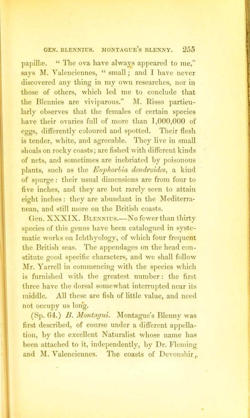 papilla5. “ The ova have always appeared to me,” says M. Yalenciennes, “ small; and I have never discovered any thing in my own researches, nor in those of others, which led me to conclude that the Blennies are viviparous.” M. Risso particu- larly observes that the females of certain species have their ovaries full of more than 1,000,000 of eggs, differently coloured and spotted. Their flesh is tender, white, and agreeable. They live in small shoals on rocky coasts; are fished with different kinds of nets, and sometimes are inebriated by poisonous plants, such as the Euphorbia denclroicles, a kind of spurge: their usual dimensions are from four to five inches, and they are but rarely seen to attain eight inches: they are abundant in the Mediterra- nean, and still more on the British coasts. Gen. XXXIX. Blennies.—No fewer than thirty species of this genus have been catalogued in syste- matic works on Ichthyology, of which four frequent the British seas. The appendages on the head con- stitute good specific characters, and we shall follow Mr. Yarrell in commencing with the species which is furnished with the greatest number: the first three have the dorsal somewhat interrupted near its middle. All these are fish of little value, and need not occupy us long. (Sp. 64.) B. Montagui. Montague’s Blenny was first described, of course under a different appella- tion, by the excellent Naturalist whose name has been attached to it, independently, by Dr. Fleming and M. Yalenciennes. The coasts of Devonshire