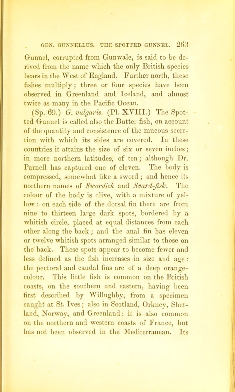 Gunnel, corrupted from Gunwale, is said to be de- rived from the name which the only British species bears in the West of England. Further north, these fishes multiply; three or four species have been observed in Greenland and Iceland, and almost twice as many in the Pacific Ocean. (Sp. 69.) G. vulgaris. (PI. XVIII.) The Spot- ted Gunnel is called also the Butter-fish, on account of the quantity and consistence of the mucous secre- tion with which its sides are covered. In these countries it attains the size of six or seven inches; in more northern latitudes, of ten; although Dr. Parnell has captured one of eleven. The body is compressed, somewhat like a sword ; and hence its northern names of Swordick and Svard-Jisk. The colour of the body is olive, with a mixture of yel- low : on each side of the dorsal fin there are from nine to thirteen large dark spots, bordered by a whitish circle, placed at equal distances from each other along the back ; and the anal fin has eleven or twelve whitish spots arranged similar to those on the back. These spots appear to become fewer and less defined as the fish increases in size and age : the pectoral and caudal fins are of a deep orange- colour. This little fish is common on the British coasts, on the southern and eastern, having been first described by Willughby, from a specimen caugbt at St. Ives; also in Scotland, Orkney, Shet- land, Norway, and Greenland: it is also common on the northern and western coasts of France, but has not been observed in the Mediterranean. Its