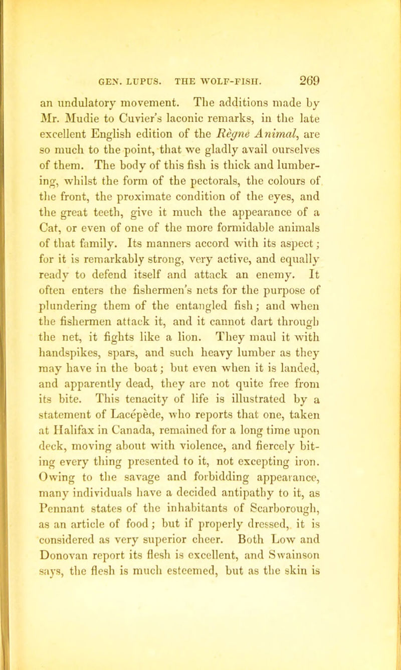 an undulatory movement. The additions made by Mr. Mudie to Cuvier’s laconic remarks, in the late excellent English edition of the Regne Animal, are so much to the point, that we gladly avail ourselves of them. The body of this fish is thick and lumber- ing, whilst the form of the pectorals, the colours of the front, the proximate condition of the eyes, and the great teeth, give it much the appearance of a Cat, or even of one of the more formidable animals of that family. Its manners accord with its aspect; for it is remarkably strong, very active, and equally ready to defend itself and attack an enemy. It often enters the fishermen’s nets for the purpose of plundering them of the entangled fish; and when the fishermen attack it, and it cannot dart through the net, it fights like a lion. They maul it with handspikes, spars, and such heavy lumber as they may have in the boat; but even when it is landed, and apparently dead, they arc not quite free from its bite. This tenacity of life is illustrated by a statement of Lacepede, who reports that one, taken at Halifax in Canada, remained for a long time upon deck, moving about with violence, and fiercely bit- ing every thing presented to it, not excepting iron. Owing to the savage and forbidding appearance, many individuals have a decided antipathy to it, as Pennant states of the inhabitants of Scarborough, as an article of food; but if properly dressed, it is considered as very superior cheer. Both Low and Donovan report its flesh is excellent, and Swainson says, the flesh is much esteemed, but as the skin is