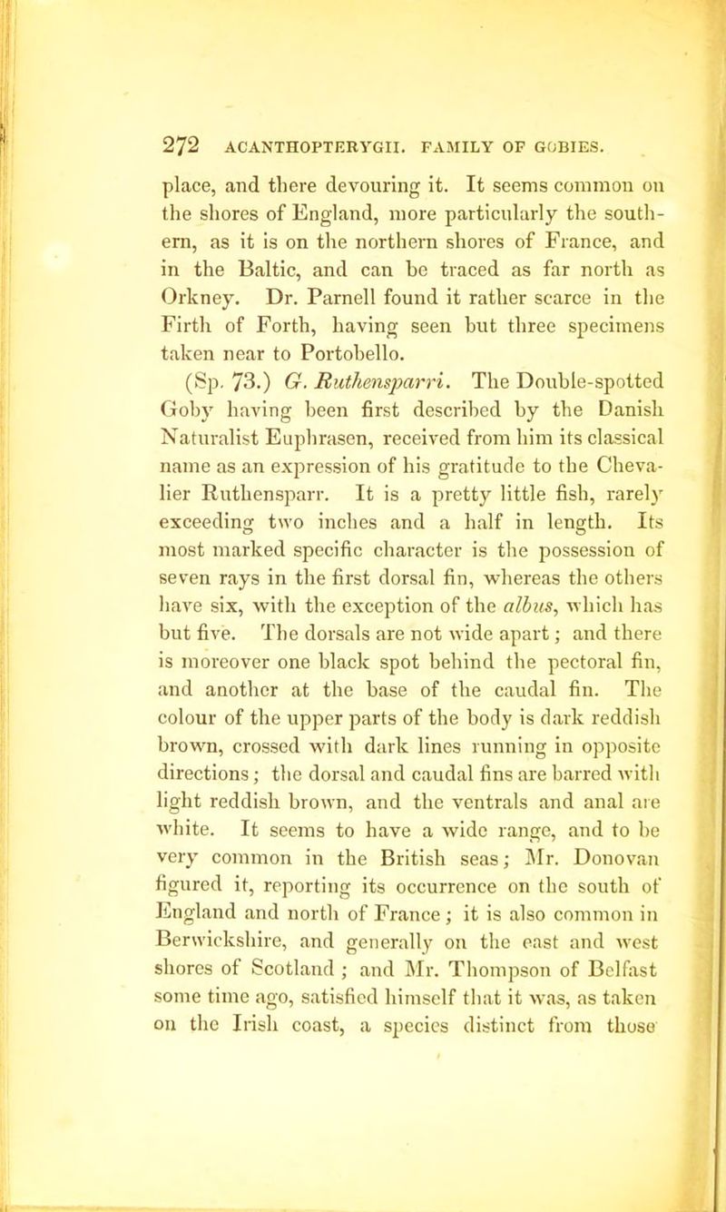 place, and there devouring it. It seems common on the shores of England, more particularly the south- ern, as it is on the northern shores of France, and in the Baltic, and can be traced as far north as Orkney. Dr. Parnell found it rather scarce in the Firth of Forth, having seen but three specimens taken near to Portobello. (Sp. 73.) G. Ruthensparri. The Double-spotted Goby having been first described by the Danish Naturalist Euphrasen, received from him its classical name as an expression of his gratitude to the Cheva- lier Ruthensparr. It is a pretty little fish, rarely exceeding two inches and a half in length. Its most marked specific character is the possession of seven rays in the first dorsal fin, whereas the others have six, with the exception of the albus, which has but five. The dorsals are not wide apart; and there is moreover one black spot behind the pectoral fin, and another at the base of the caudal fin. The colour of the upper parts of the body is dark reddish brown, crossed with dark lines running in opposite directions; the dorsal and caudal fins are barred with light reddish brown, and the ventrals and anal are white. It seems to have a wide range, and to be very common in the British seas; Mr. Donovan figured it, reporting its occurrence on the south of England and north of France ; it is also common in Berwickshire, and generally on the east and west shores of Scotland ; and Mr. Thompson of Belfast some time ago, satisfied himself that it was, as taken on the Irish coast, a species distinct from those