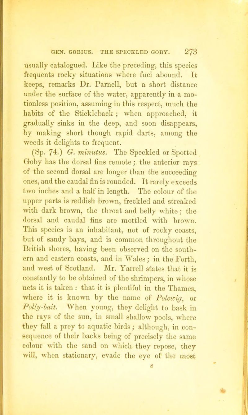 usually catalogued. Like the preceding, this species frequents rocky situations where fuci abound. It keeps, remarks Dr. Parnell, but a short distance under the surface of the water, apparently in a mo^ tionless position, assuming in this respect, much the habits of the Stickleback; when approached, it gradually sinks in the deep, and soon disappears, by making short though rapid darts, among the weeds it delights to frequent. (Sp. 74.) G. minutus. The Speckled or Spotted Goby has the dorsal fins remote; the anterior rays of the second dorsal are longer than the succeeding ones, and the caudal fin is rounded. It rarely exceeds two inches and a half in length. The colour of the upper parts is reddish brown, freckled and streaked with dark brown, the throat and belly white; the dorsal and caudal fins are mottled with brown. This species is an inhabitant, not of rocky coasts, but of sandy bays, and is common throughout the British shores, having been observed on the south- ern and eastern coasts, and in Wales; in the Forth, and west of Scotland. Mr. Yarrell states that it is constantly to be obtained of the shrimpers, in whose nets it is taken : that it is plentiful in the Thames, where it is known by the name of Poleicig, or Polhj-bait. When young, they delight to bask in the rays of the sun, in small shallow pools, where they fall a prey to aquatic birds; although, in con- sequence of their backs being of precisely the same colour with the sand on which they repose, they will, when stationary, evade the eye of the most s *