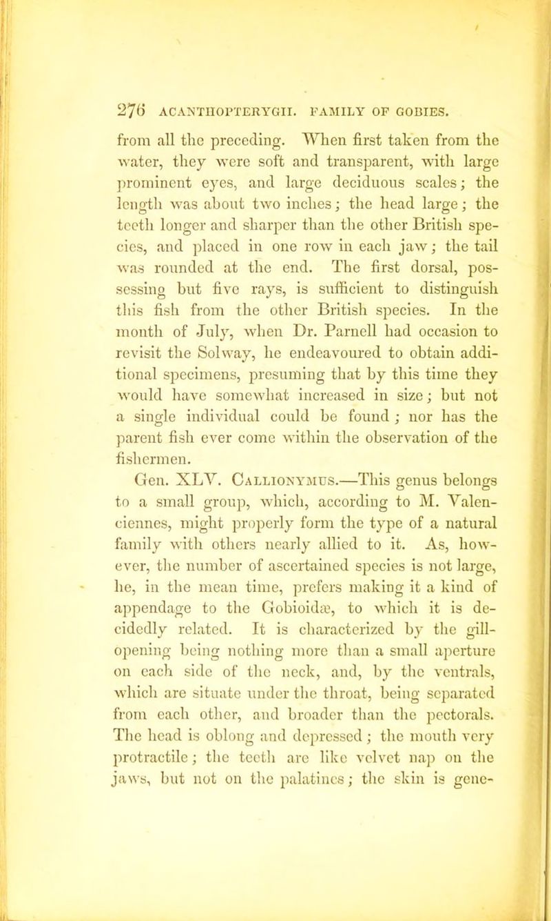 from all the preceding. When first taken from the water, they were soft and transparent, with large prominent eyes, and large deciduous scales; the length was about two inches; the head large; the teeth longer and sharper than the other British spe- cies, and placed in one row in each jaw; the tail was rounded at the end. The first dorsal, pos- sessing but five rays, is sufficient to distinguish this fish from the other British species. In the month of July, when Dr. Parnell had occasion to revisit the Solway, he endeavoured to obtain addi- tional specimens, presuming that by this time they would have somewhat increased in size; but not a single individual could be found ; uor has the parent fish ever come within the observation of the fishermen. Gen. XLV. Callionymus.—This genus belongs to a small group, which, according to M. Valen- ciennes, might properly form the type of a natural family with others nearly allied to it. As, how- ever, the number of ascertained species is not large, he, in the mean time, prefers making it a kind of appendage to the Gobioidas, to which it is de- cidedly related. It is characterized by the gill- opening being nothing more than a small aperture on each side of the neck, and, by the ventrals, which are situate under the throat, being separated from each other, and broader than the pectorals. The head is oblong and depressed; the mouth very protractile; the teeth are like velvet nap on the jaws, but not on the palatines; the skin is gene-