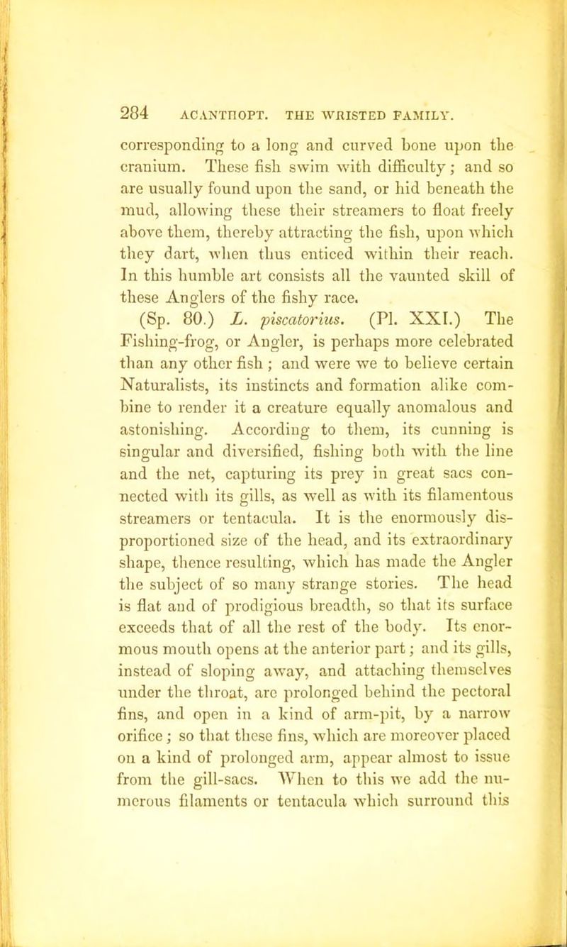 corresponding to a long and curved bone upon the cranium. These fish swim with difficulty; and so are usually found upon the sand, or hid beneath the mud, allowing these their streamers to float freely above them, thereby attracting the fish, upon which they dart, when thus enticed within their reach. In this humble art consists all the vaunted skill of these Anglers of the fishy race. (Sp. 80.) L. piscatot'ius. (PI. XXI.) The Fishing-frog, or Angler, is perhaps more celebrated than any other fish ; and were we to believe certain Naturalists, its instincts and formation alike com- bine to render it a creature equally anomalous and astonishing. According to them, its cunning is singular and diversified, fishing both with the line and the net, capturing its prey in great sacs con- nected with its gills, as well as with its filamentous streamers or tentacula. It is the enormously dis- proportioned size of the head, and its extraordinary shape, thence resulting, which has made the Angler the subject of so many strange stories. The head is flat and of prodigious breadth, so that its surface exceeds that of all the rest of the body. Its enor- mous mouth opens at the anterior part; and its gills, instead of sloping away, and attaching themselves under the throat, arc prolonged behind the pectoral fins, and open in a kind of arm-pit, by a narrow orifice; so that these fins, which are moreover placed on a kind of prolonged arm, appear almost to issue from the gill-sacs. When to this we add the nu- merous filaments or tentacula which surround this