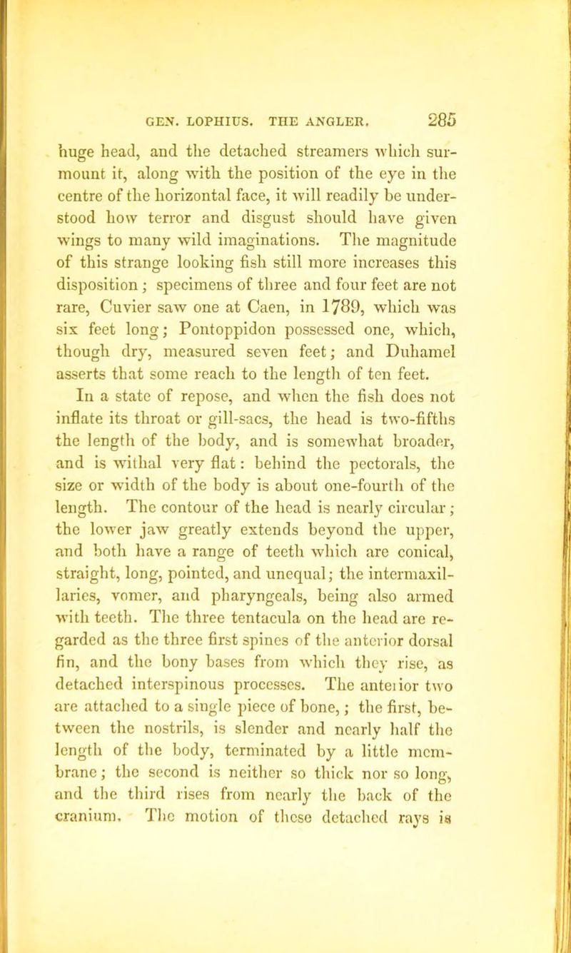 huge head, and the detached streamers which sur- mount it, along with the position of the eye in the centre of the horizontal face, it will readily be under- stood how terror and disgust should have given wings to many wild imaginations. The magnitude of this strange looking fish still more increases this disposition; specimens of three and four feet are not rare, Cuvier saw one at Caen, in 1789, which was six feet long; Pontoppidon possessed one, which, though dry, measured seven feet; and Duhamel asserts that some reach to the length of ten feet. In a state of repose, and when the fish does not inflate its throat or gill-sacs, the head is two-fifths the length of the body, and is somewhat broader, and is withal very flat: behind the pectorals, the size or width of the body is about one-fourth of the length. The contour of the head is nearly circular ; the lower jaw greatly extends beyond the upper, and both have a range of teeth which are conical, straight, long, pointed, and unequal; the intermaxil- laries, vomer, and pharyngeals, being also armed with teeth. The three tentacula on the head are re- garded as the three first spines of the anterior dorsal fin, and the bony bases from which they rise, as detached interspinous processes. The anteiior two are attached to a single piece of bone,; the first, be- tween the nostrils, is slender and nearly half the length of the body, terminated by a little mem- brane ; the second is neither so thick nor so long, and the third rises from nearly the back of the cranium. The motion of these detached rays is