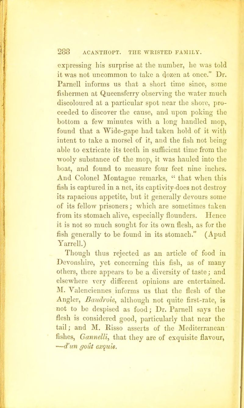 expressing his surprise at the number, he was told it was not uncommon to take a dozen at once.” Dr. Parnell informs us that a short time since, some fishermen at Queensferry observing the water much discoloured at a particular spot near the shore, pro- ceeded to discover the cause, and upon poking the bottom a few minutes with a long handled mop, found that a Wide-gape had taken hold of it with intent to take a morsel of it, and the fish not being able to extricate its teeth in sufficient time from the wooly substance of the mop, it was hauled into the boat, and found to measure four feet nine inches. And Colonel Montague remarks, “ that when this fish is captured in a net, its captivity does not destroy its rapacious appetite, but it generally devours some of its fellow prisoners; which are sometimes taken from its stomach alive, especially flounders. Hence it is not so much sought for its own flesh, as for the fish generally to be found in its stomach.” (Apud Yarrell.) Though thus rejected as an article of food iu Devonshire, yet concerning this fish, as of many others, there appears to be a diversity of taste; and elsewhere very different opinions are entertained. M. Valenciennes informs us that the flesh of the Angler, Bauclroie, although not quite first-rate, is not to be despised as food; Dr. Parnell says the flesh is considered good, particularly that near the tail; and M. Risso asserts of the Mediterranean fishes, Gannelli, that they are of exquisite flavour, —d’un gout e.vquis.