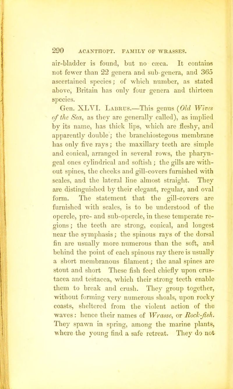 air-bladder is found, but no creca. It contains not fewer than 22 genera and sub-genera, and 365 ascertained species; of which number, as stated above, Britain has only four genera and thirteen species. Gen. XLYI. Labrus.—This genus (Old Wives of the Sea, as they are generally called), as implied by its name, has thick lips, which are fleshy, and apparently double; the branchiostegous membrane has only five rays; the maxillary teeth are simple and conical, arranged in several rows, the pharyn- geal ones cylindrical and softish ; the gills are with- out spines, the cheeks and gill-covers furnished with scales, and the lateral line almost straight. They are distinguished by their elegant, regular, and oval form. The statement that the gill-covers are furnished with scales, is to be understood of the opercle, pre- and sub-opercle, in these temperate re- gions ; the teeth are strong, conical, and longest near the sympliasis; the spinous rays of the dorsal fin are usually more numerous than the soft, and behind the point of each spinous ray there is usually a short membranous filament; the anal spines are stout and short These fish feed chiefly upon Crus- tacea and testacea, which their strong teeth enable them to break and crush. They group together, without forming very numerous shoals, upon rocky coasts, sheltered from the violent action of the waves : hence their names of Wrasse, or Rock-fish. They spawn in spring, among the marine plants, where the young find a safe retreat. They do not