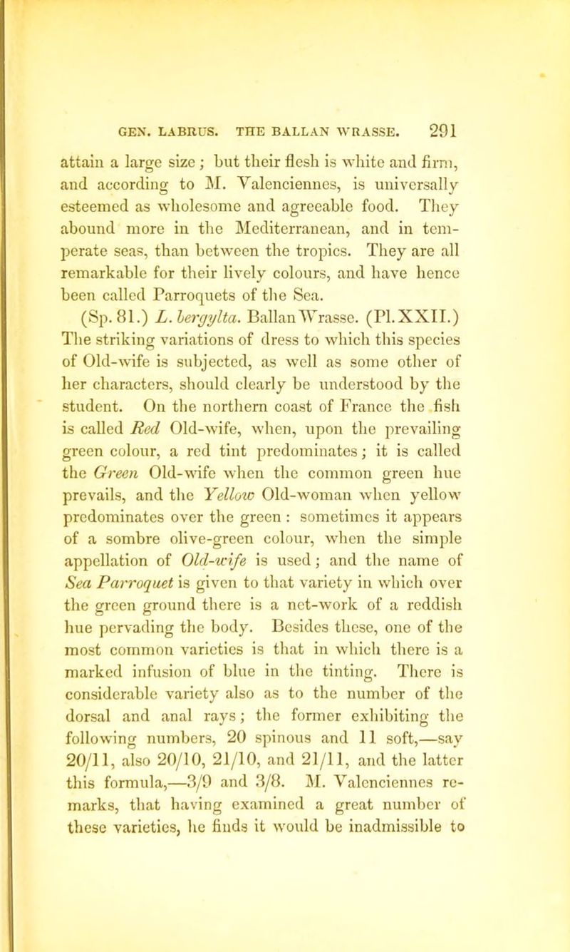 attain a large size ; but their flesh is white and firm, and according to M. Valenciennes, is universally esteemed as wholesome and agreeable food. They abound more in the Mediterranean, and in tem- perate seas, than between the tropics. They are all remarkable for their lively colours, and have hence been called Parroquets of the Sea. (Sp. 81.) L.lergylta. Ballan Wrasse. (PI. XXII.) The striking variations of dress to which this species of Old-wife is subjected, as well as some other of her characters, should clearly be understood by the student. On the northern coast of France the fish is called Red Old-wife, when, upon the prevailing green colour, a red tint predominates; it is called the Green Old-wife when the common green hue prevails, and the Yellow Old-woman when yellow predominates over the green : sometimes it appears of a sombre olive-green colour, when the simple appellation of Old-wife is used; and the name of Sea Parroquet is given to that variety in which over the green ground there is a net-work of a reddish hue pervading the body. Besides these, one of the most common varieties is that in which there is a marked infusion of blue in the tinting. There is considerable variety also as to the number of the dorsal and anal rays; the former exhibiting the following numbers, 20 spinous and 11 soft,—say 20/11, also 20/10, 21/10, and 21/11, and the latter this formula,—3/9 and 3/8. M. Valenciennes re- marks, that having examined a great number of these varieties, he finds it would be inadmissible to