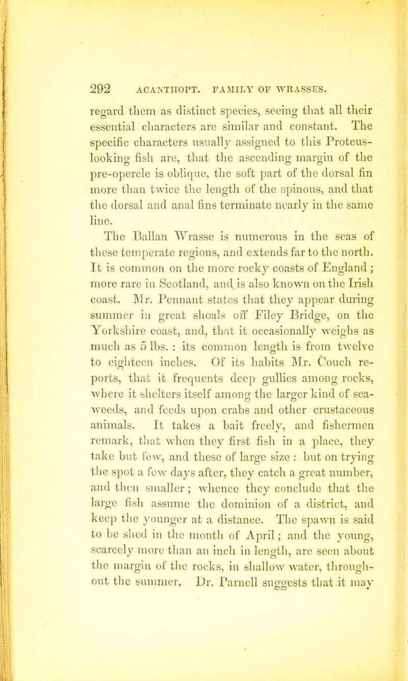 regard them as distinct species, seeing that all their essential characters are similar and constant. The specific characters usually assigned to this Proteus- looking fish are, that the ascending margin of the pre-opercle is oblique, the soft part of the dorsal fin more than twice the length of the spinous, and that the dorsal and anal fins terminate nearly in the same line. The Ballan Wrasse is numerous in the seas of these temperate regions, and extends far to the north. It is common on the more rocky coasts of England ; more rare in Scotland, and. is also known on the Irish coast. Mr. Pennant states that they appear during summer in great shoals off Filey Bridge, on the Yorkshire coast, and, that it occasionally weighs as much as 5 lbs. : its common length is from twelve to eighteen inches. Of its habits Mr. Couch re- ports, that it frequents deep gullies among rocks, where it shelters itself among: the larger kind of sea- weeds, and feeds upon crabs and other crustaceous animals. It takes a bait freely, and fishermen remark, that when they first fish in a place, they take but few, and these of large size : but on trying the spot a few days after, they catch a great number, and then smaller; whence they conclude that the large fish assume the dominion of a district, and keep the younger at a distance. The spawn is said to be shed in the month of April; and the young, scarcely more than an inch in length, arc seen about the margin of the rocks, in shallow water, through- out the summer, Dr, Parnell suggests that it may