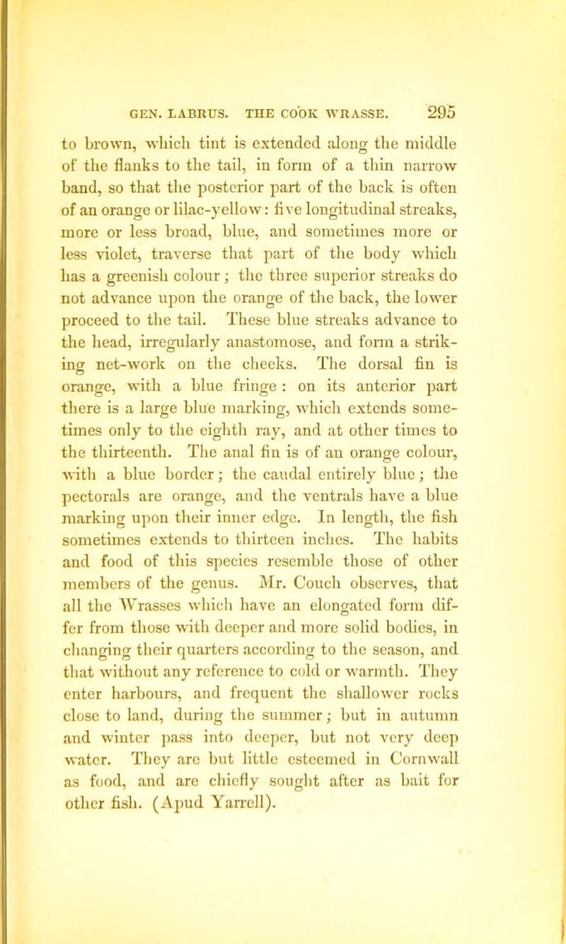 to brown, which tint is extended along the middle of the flanks to the tail, in form of a thin narrow band, so that the posterior part of the back is often of an orange or lilac-yellow: five longitudinal streaks, more or less broad, blue, and sometimes more or less violet, traverse that part of the body which has a greenish colour; the three superior streaks do not advance upon the orange of the back, the lower proceed to the tail. These blue streaks advance to the head, irregularly anastomose, and form a strik- ing net-work on the cheeks. The dorsal fin is orange, with a blue fringe : on its anterior part there is a large blue marking, which extends some- times only to the eighth ray, and at other times to the thirteenth. The anal fin is of an orange colour, with a blue border; the caudal entirely blue; the pectorals are orange, and the ventrals have a blue marking upon their inner edge. In length, the fish sometimes extends to thirteen inches. The habits and food of this species resemble those of other members of the genus. Mr. Couch observes, that all the Wrasses which have an elongated form dif- fer from those with deeper and more solid bodies, in changing their quarters according to the season, and that without any reference to cold or warmth. They enter harbours, and frequent the shallower rocks close to land, during the summer; but in autumn and winter pass into deeper, but not very deep water. They are but little esteemed in Cornwall as food, and are chiefly sought after as bait for other fish. (Apud Yarrell). I