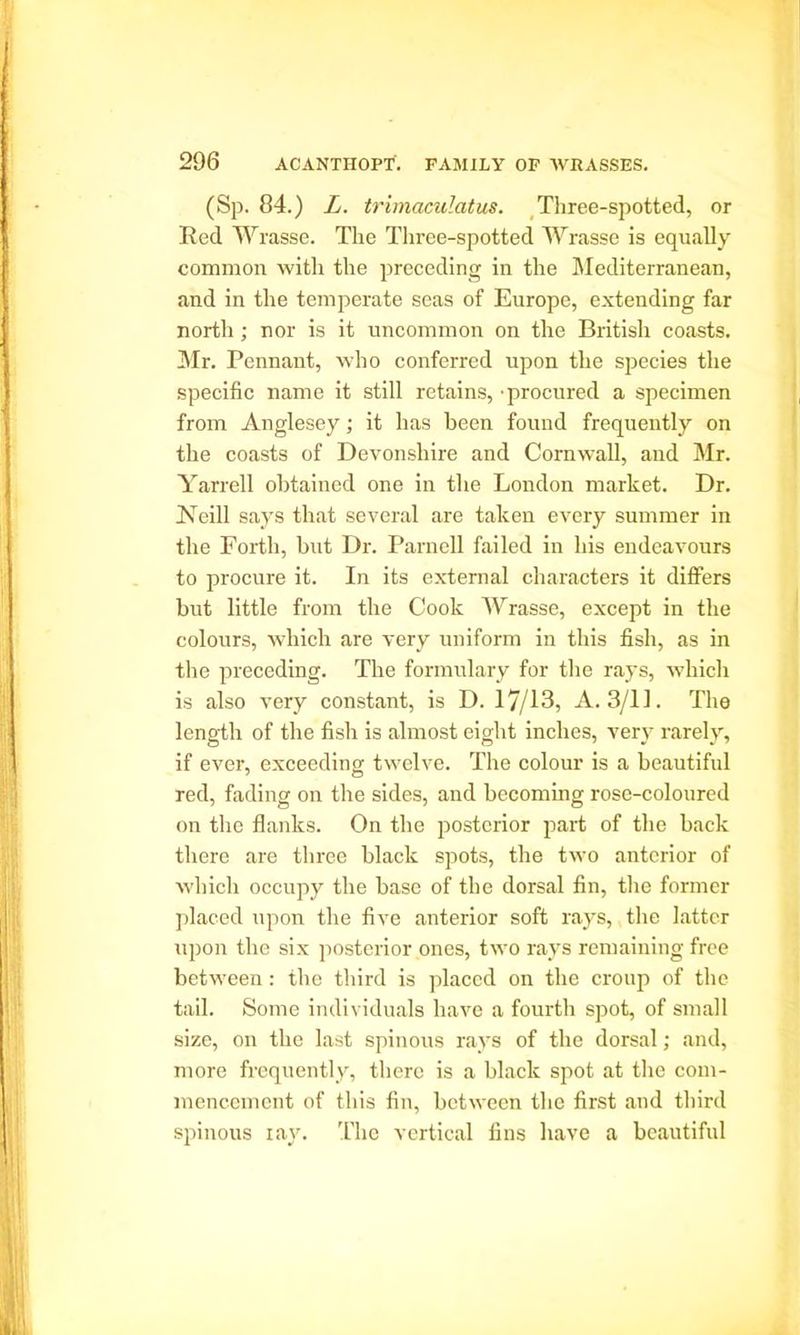 (Sp. 84.) L. trimaculatus. Three-spotted, or Red Wrasse. The Three-spotted Wrasse is equally common with the preceding in the Mediterranean, and in the temperate seas of Europe, extending far north; nor is it uncommon on the British coasts. Mr. Pennant, who conferred upon the species the specific name it still retains, -procured a specimen from Anglesey; it has been found frequently on the coasts of Devonshire and Cornwall, and Mr. Yarrell obtained one in the London market. Dr. Neill says that several are taken every summer in the Forth, but Dr. Parnell failed in his endeavours to procure it. In its external characters it differs but little from the Cook Wrasse, except in the colours, which are very uniform in this fish, as in the preceding. The formulary for the rays, which is also very constant, is D. 17/13, A. 3/11. The length of the fish is almost eight inches, very rarely, if ever, exceeding twelve. The colour is a beautiful red, fading on the sides, and becoming rose-coloured on the flanks. On the posterior part of the back there are three black spots, the two anterior of which occupy the base of the dorsal fin, the former placed upon the five anterior soft rays, the latter upon the six posterior ones, two rays remaining free between: the third is placed on the croup of the tail. Some individuals have a fourth spot, of small size, on the last spinous rays of the dorsal; and, more frequently, there is a black spot at the com- mencement of this fin, between the first and third spinous iay. The vertical fins have a beautiful