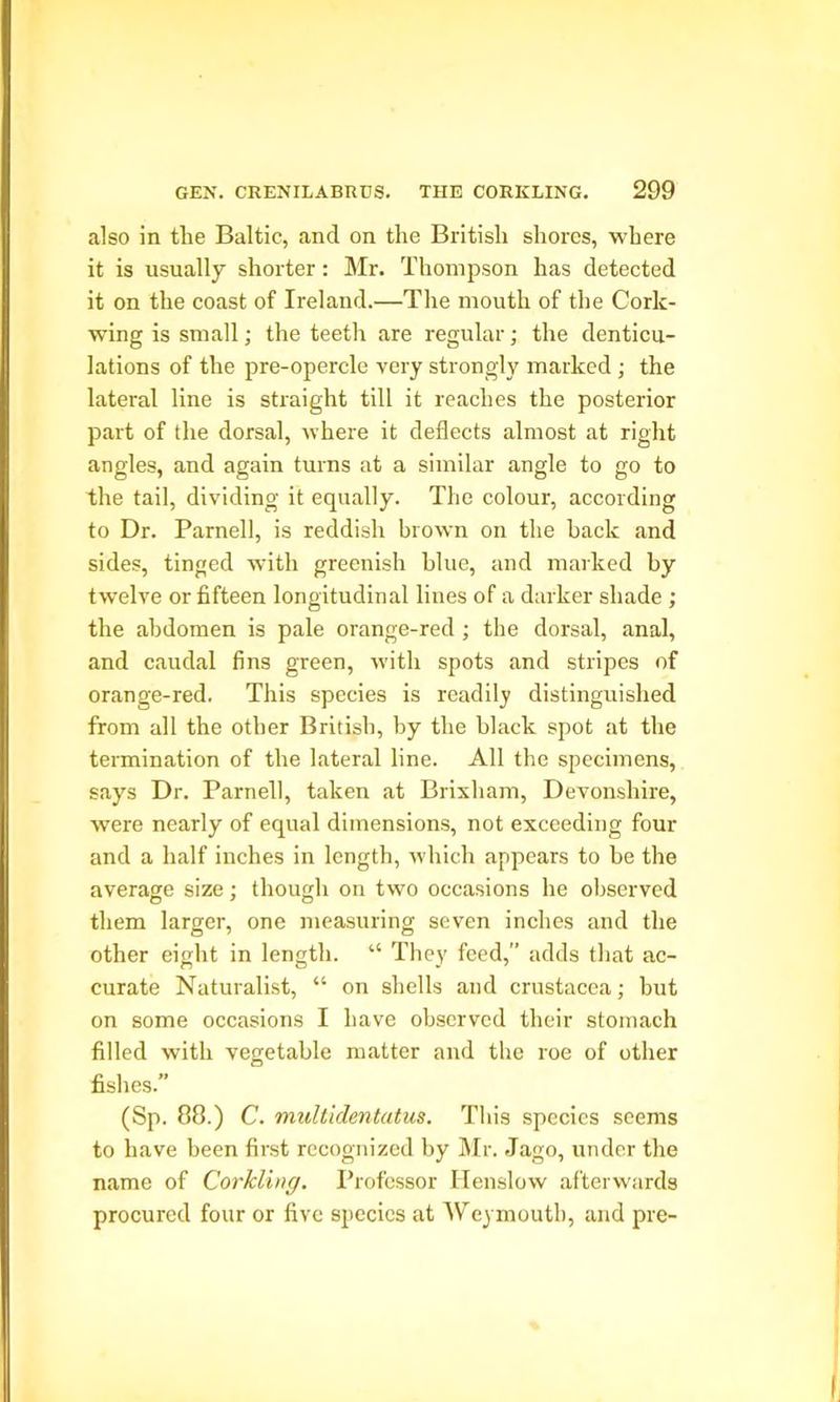 also in the Baltic, and on the British shores, where it is usually shorter: Mr. Thompson has detected it on the coast of Ireland.—The mouth of the Cork- wing is small; the teeth are regular; the denticu- lations of the pre-opercle very strongly marked; the lateral line is straight till it reaches the posterior part of the dorsal, where it deflects almost at right angles, and again turns at a similar angle to go to the tail, dividing it equally. The colour, according to Dr. Parnell, is reddish brown on the back and sides, tinged with greenish blue, and marked by twelve or fifteen longitudinal lines of a darker shade; the abdomen is pale orange-red ; the dorsal, anal, and caudal fins green, with spots and stripes of orange-red. This species is readily distinguished from all the other British, by the black spot at the termination of the lateral line. All the specimens, says Dr. Parnell, taken at Brixham, Devonshire, were nearly of equal dimensions, not exceeding four and a half inches in length, which appears to be the average size; though on two occasions he observed them larger, one measuring seven inches and the other eight in length. “ They feed,” adds that ac- curate Naturalist, “ on shells and Crustacea; but on some occasions I have observed their stomach filled with vegetable matter and the roe of other fishes.” (Sp. 88.) C. multidentatus. This species seems to have been first recognized by Mr. Jago, under the name of Corkling. Professor Henslow afterwards procured four or five species at Weymouth, and pre-