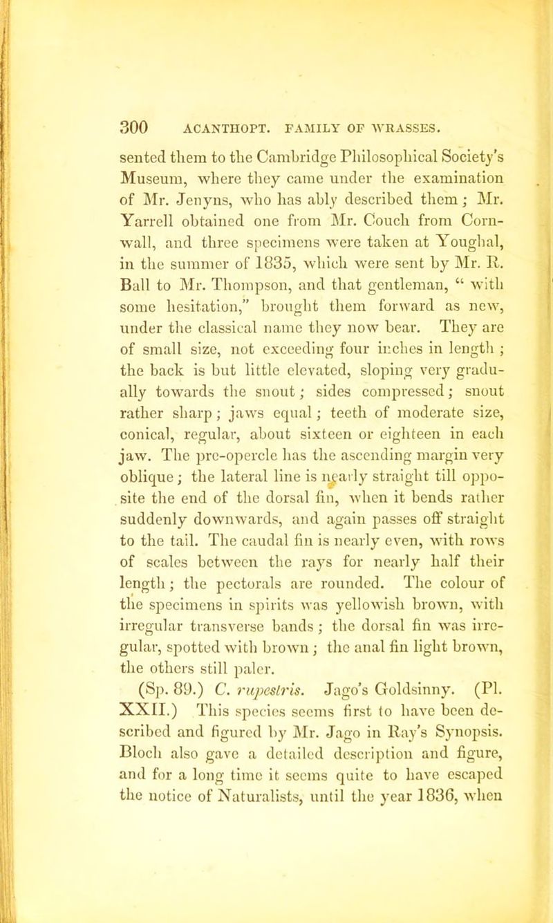 sented them to the Cambridge Philosophical Society’s Museum, where they came under the examination of Mr. Jenyns, who has ably described them; Mr. Yarrell obtained one from Mr. Couch from Corn- wall, and three specimens were taken at Youghal, in the summer of 1835, which were sent by Mr. R. Ball to Mr. Thompson, and that gentleman, “ with some hesitation,” brought them forward as new, under the classical name they now bear. They are of small size, not exceeding four inches in length ; the back is but little elevated, sloping very gradu- ally towards the snout; sides compressed; snout rather sharp; jaws equal; teeth of moderate size, conical, regular, about sixteen or eighteen in each jaw. The prc-opercle has the ascending margin very oblique; tbe lateral line is nearly straight till oppo- site the end of the dorsal lln, when it bends rather suddenly downwards, and again passes off straight to the tail. The caudal tin is nearly even, with rows of scales between the rays for nearly half their length; the pectorals are rounded. The colour of the specimens in spirits was yellowish brown, with irregular transverse bands; the dorsal fin was irre- gular, spotted with brown; the anal fin light brown, the others still paler. (Sp. 89.) C. rupeslris. Jago’s Goldsinny. (PI. XXII.) This species seems first to have been de- scribed and figured by Mr. Jago in Ray’s Synopsis. Bloch also gave a detailed description and figure, and for a long time it seems quite to have escaped the notice of Naturalists, until the year 1836, when