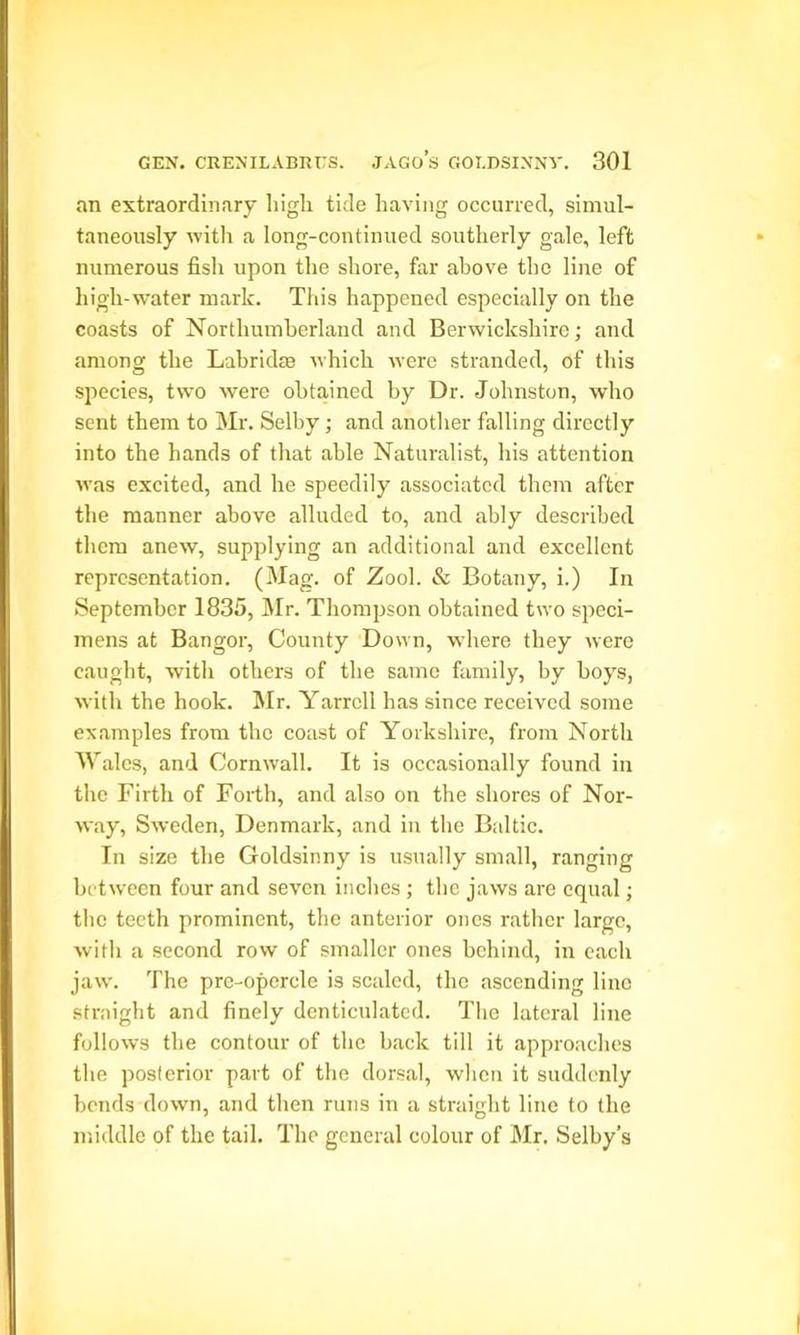 an extraordinary liigli tide having occurred, simul- taneously with a long-continued southerly gale, left numerous fish upon the shore, far above the line of high-water mark. This happened especially on the coasts of Northumberland and Berwickshire; and among the Labrkke which were stranded, of this species, two were obtained by Dr. Johnston, who sent them to Mr. Selby; and another falling directly into the hands of that able Naturalist, his attention was excited, and he speedily associated them after the manner above alluded to, and ably described them anew, supplying an additional and excellent representation. (Mag. of Zool. & Botany, i.) In September 1835, Mr. Thompson obtained two speci- mens at Bangor, County Down, where they were caught, with others of the same family, by hoys, with the hook. Mr. Yarrcll has since received some examples from the coast of Yorkshire, from North Wales, and Cornwall. It is occasionally found in the Firth of Forth, and also on the shores of Nor- way, Sweden, Denmark, and in the Baltic. In size the Goldsinny is usually small, ranging between four and seven inches ; the jaws are equal; the teeth prominent, the anterior ones rather large, with a second row of smaller ones behind, in each jaw. The pre-opercle is scaled, the ascending line straight and finely denticulated. The lateral line follows the contour of the back till it approaches the posterior part of the dorsal, when it suddenly bonds down, and then runs in a straight line to the middle of the tail. The general colour of Mr, Selby’s