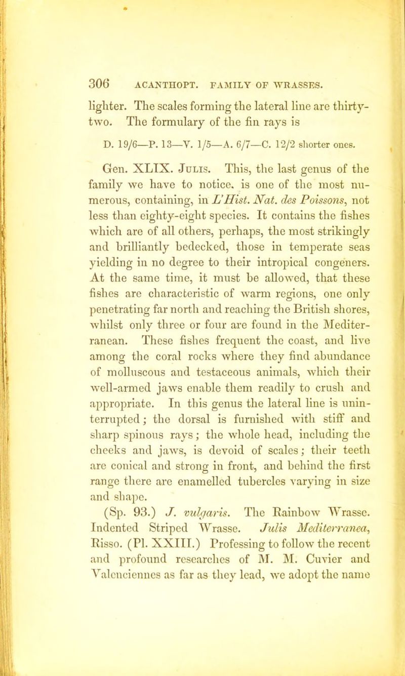 lighter. The scales forming the lateral line are thirty- two. The formulary of the fin rays is D. 19/6—P. 13—V. 1/5—A. 6/7—C. 12/2 shorter ones. Gen. XLTX. Julis. This, the last genus of the family we have to notice, is one of the most nu- merous, containing, in L'Hist. Nat. cles Poissons, not less than eighty-eight species. It contains the fishes which are of all others, perhaps, the most strikingly and brilliantly bedecked, those in temperate seas yielding in no degree to their intropical congeners. At the same time, it must be allowed, that these fishes are characteristic of warm regions, one only penetrating far north and reaching the British shores, whilst only three or four are found in the Mediter- ranean. These fishes frequent the coast, and live among the coral rocks where they find abundance of molluscous and testaceous animals, which their well-armed jaws enable them readily to crush and appropriate. In this genus the lateral fine is unin- terrupted ; the dorsal is furnished with stiff and sharp spinous rays; the whole head, including the cheeks and jaws, is devoid of scales; their teeth are conical and strong in front, and behind the first range there are enamelled tubercles varying in size and shape. (Sp. 93.) J. vulgaris. The Rainbow Wrasse. Indented Striped Wrasse. Julis Mediterranean Risso. (PI. XXIII.) Professing to follow the recent and profound researches of M. M. Cuvier and Valenciennes as far as they lead, we adopt the name