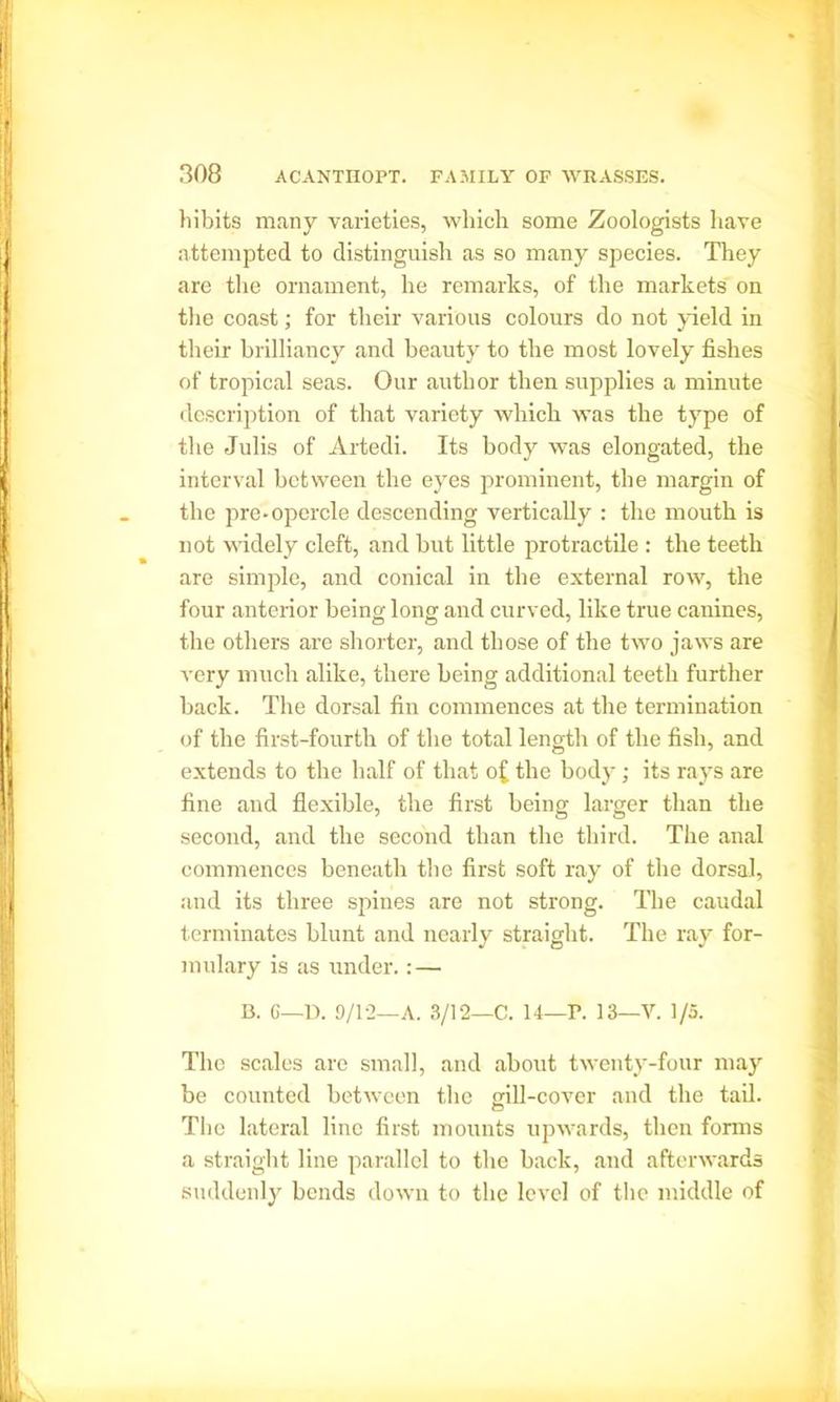 hibits many varieties, which some Zoologists have attempted to distinguish as so many species. They are the ornament, he remarks, of the markets on the coast; for their various colours do not yield in their brilliancy and beauty to the most lovely fishes of tropical seas. Our author then supplies a minute description of that variety which was the type of the Julis of Artedi. Its body was elongated, the interval between the eyes prominent, the margin of the pre-opercle descending vertically : the mouth is not widely cleft, and but little protractile : the teeth are simple, and conical in the external row, the four anterior being long and curved, like true canines, the others are shorter, and those of the two jaws are very much alike, there being additional teeth further back. The dorsal fin commences at the termination of the first-fourth of the total length of the fish, and extends to the half of that of the body; its rays are fine and flexible, the first being larger than the second, and the second than the third. The anal commences beneath the first soft ray of the dorsal, and its three spines are not strong. The caudal terminates blunt and nearly straight. The ray for- mulary is as under.: — B. C—D. 0/1-2—A. 3/12—C. 14—r. 13—V. 1/5. The scales are small, and about twenty-four may be counted between the ill-cover and the tail. O The lateral line first mounts upwards, then forms a straight line parallel to the back, and afterwards suddenly bends down to the level of the middle of