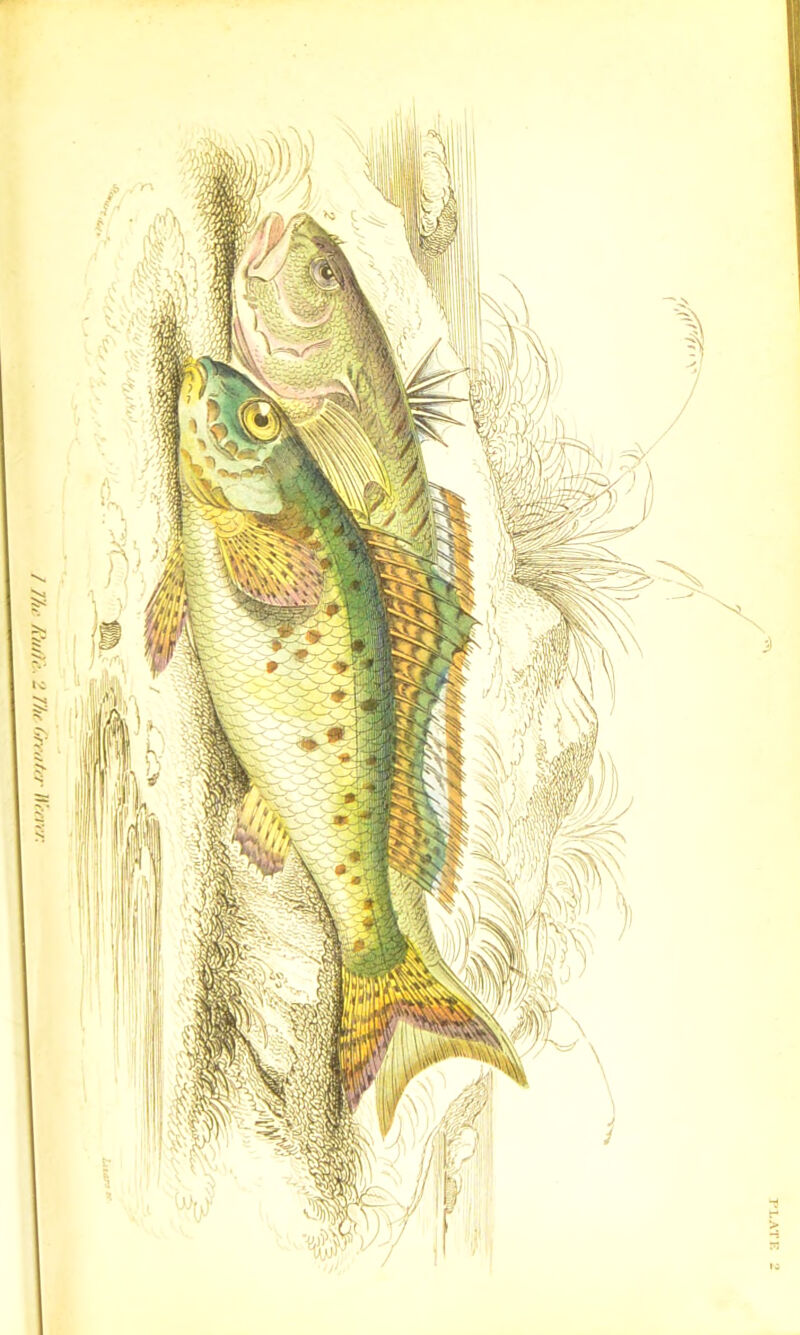 / The Ru/t'e. 2 The Greater Heeree: