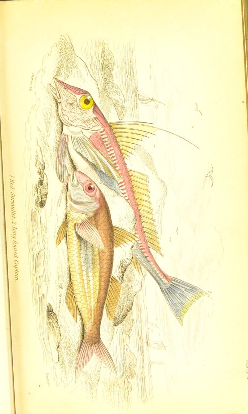 I lied Surmullet . J long finned Captain,