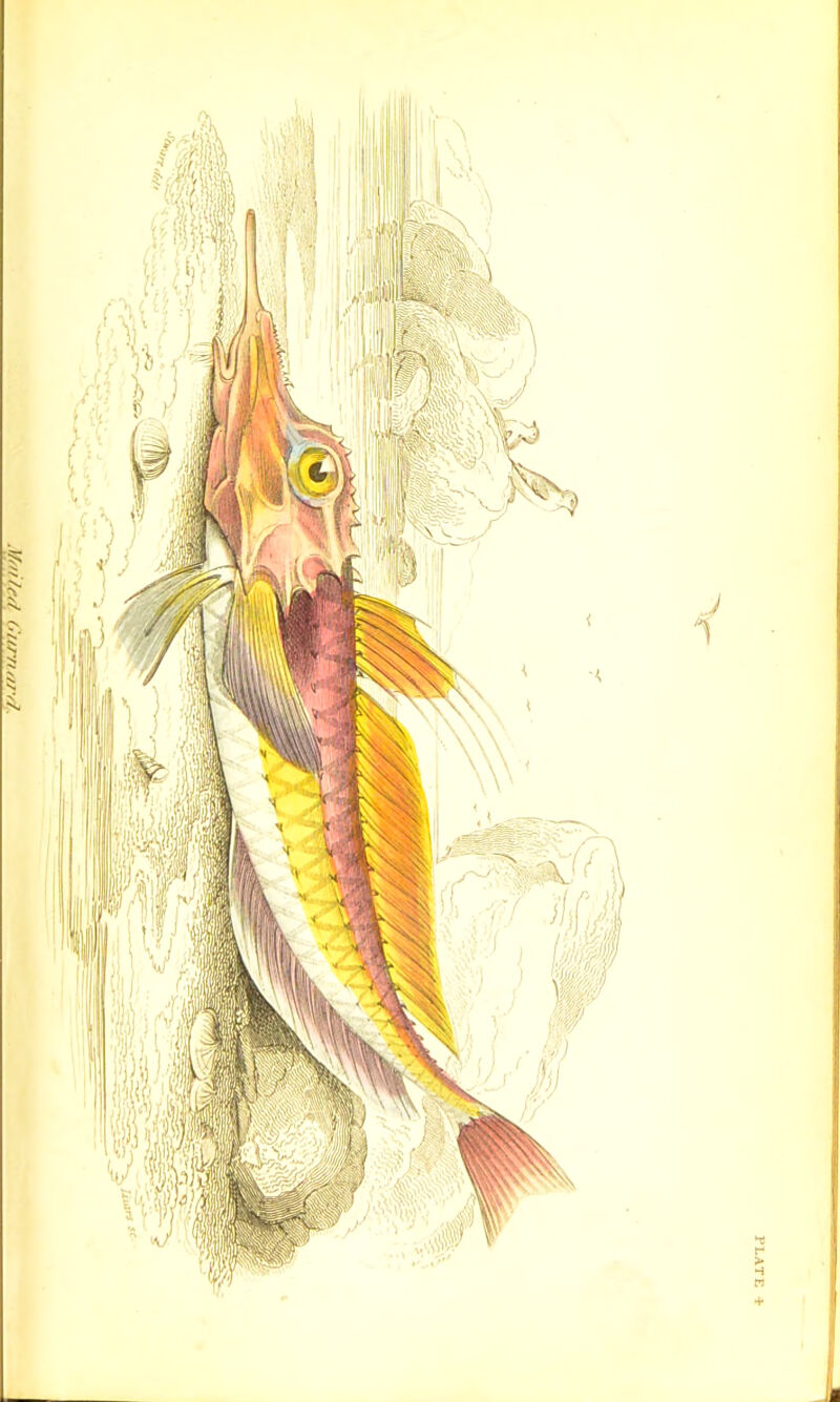 /'•//' uun$ pz/ z/s/i ’ PLATE