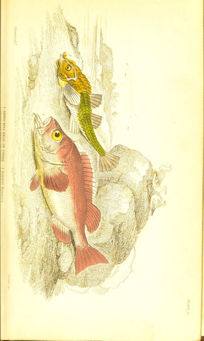 ,u,,v 11 AV‘UM0>I i;' :,»yoj iio ‘avail Tina aamrv