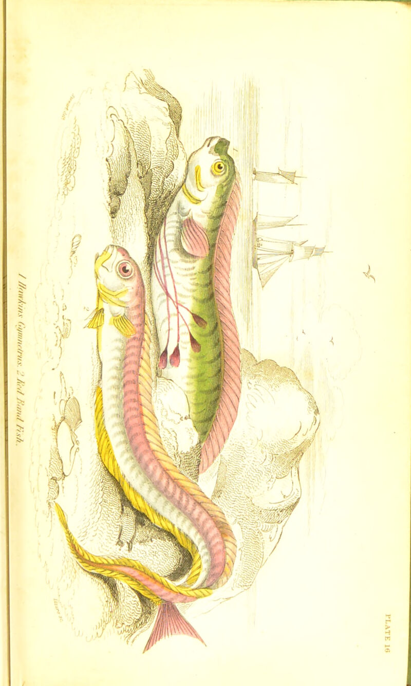 / flfnrAins >•iimnrlms. /,’>/ Jinn,/ /is/i. /