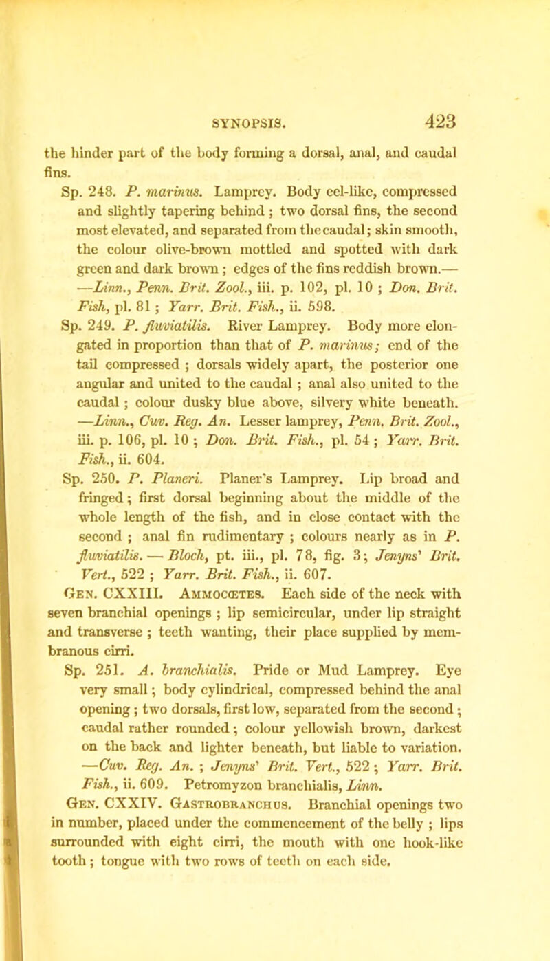 the hinder part of the body forming a dorsal, anal, and caudal fins. Sp. 248. P. marinus. Lamprey. Body cel-like, compressed and slightly tapering behind; two dorsal fins, the second most elevated, and separated from tliecaudal; skin smooth, the colour olive-brown mottled and spotted with dark green and dark brown ; edges of the fins reddish brown.— —Linn., Perm. Brit. Zool., iii. p. 102, pi. 10 ; Don. Brit. Fish, pi. 81 ; Yarr. Brit. Fish., ii. 598. Sp. 249. P. ftuviatUis. River Lamprey. Body more elon- gated in proportion than that of P. marinus; end of the tail compressed ; dorsals widely apart, the posterior one angular and united to the caudal; anal also united to the caudal ; colour dusky blue above, silvery white beneath. —Linn., Guv. Reg. An. Lesser lamprey, Penn. Brit. Zool., iii. p. 106, pi. 10 ; Dm. Brit. Fish., pi. 54 ; Yarr. Brit. Fish., ii. 604. Sp. 250. P. Planeri. Planer's Lamprey. Lip broad and fringed; first dorsal beginning about the middle of the whole length of the fish, and in close contact with the second ; anal fin rudimentary ; colours nearly as in P. jluviatilis. — Bloch, pt. iii., pi. 7 8, fig. 3; Jenyns' Brit. Vert., 522 ; Yarr. Brit. Fish., ii. 607. Gen. CXXIII. Ammoccetes. Each side of the neck with seven branchial openings ; lip semicircular, under lip straight and transverse ; teeth wanting, their place supplied by mem- branous cirri. Sp. 251. A. branchialis. Pride or Mud Lamprey. Eye very small; body cylindrical, compressed behind the anal opening; two dorsals, first low, separated from the second; caudal rather rounded; colour yellowish brown, darkest on the back and lighter beneath, but liable to variation. —Guv. Beg. An. ; Jenyns' Brit. Vert., 522; Yarr. Brit. Fish., ii. 609. Petromyzon brancliialis, Limn. Gen. CXXIV. Gastrobranchus. Branchial openings two in number, placed under the commencement of the belly ; lips surrounded with eight cirri, the mouth with one liook-like tooth; tongue with two rows of teeth on each side.