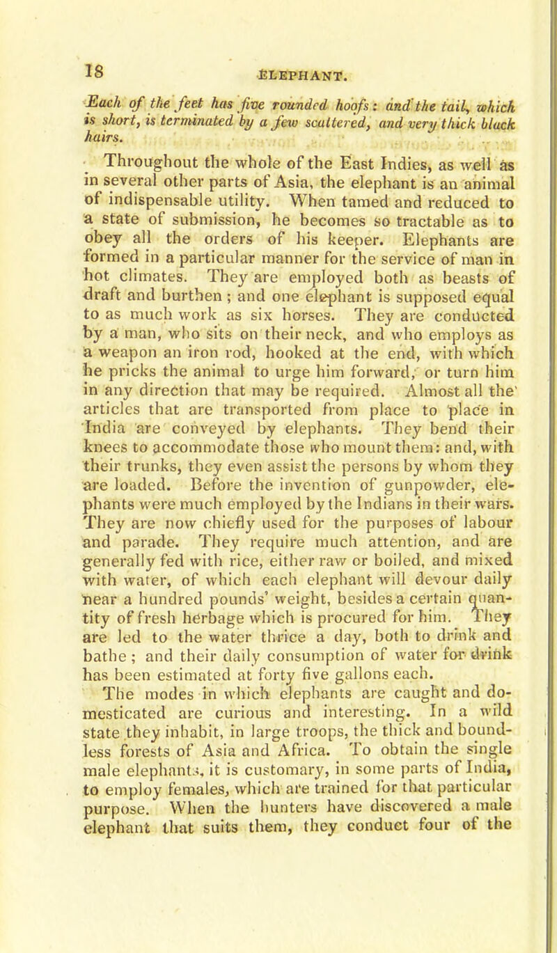 Each of the feet has five rounded hoofs: and'the tail, which is short, is terminated by a few scattered, and very thick black hairs. Throughout the whole of the East Indies, as well as in several other parts of Asia, the elephant is an animal of indispensable utility. When tamed and reduced to a state of submission, he becomes so tractable as to obey all the orders of his keeper. Elephants are formed in a particular manner for the service of man in hot climates. They are employed both as beasts of draft and burthen ; and one elephant is supposed equal to as much work as six horses. They are conducted by a man, who sits on their neck, and who employs as a weapon an iron rod, hooked at the end, with which he pricks the animal to urge him forward, or turn him in any direction that may be required. Almost all the' articles that are transported from place to place in India are conveyed by elephants. They bend their knees to accommodate those who mount them: and, with their trunks, they even assist the persons by whom they are loaded. Before the invention of gunpowder, ele- phants were much employed by the Indians in their wars. They are now chiefly used for the purposes of labour and parade. They require much attention, and are generally fed with rice, either raw or boiled, and mixed with water, of which each elephant will devour daily near a hundred pounds' weight, besides a certain quan- tity of fresh herbage which is procured for him. They are led to the water thrice a day, both to drink and bathe ; and their daily consumption of water for dvihk has been estimated at forty five gallons each. The modes in which elephants are caught and do- mesticated are curious and interesting. In a wild state they inhabit, in large troops, the thick and bound- less forests of Asia and Africa. To obtain the single male elephant*, it is customary, in some parts of India, to employ females, which are trained for that particular purpose. When the hunters have discovered a male elephant that suits them, they conduct four of the