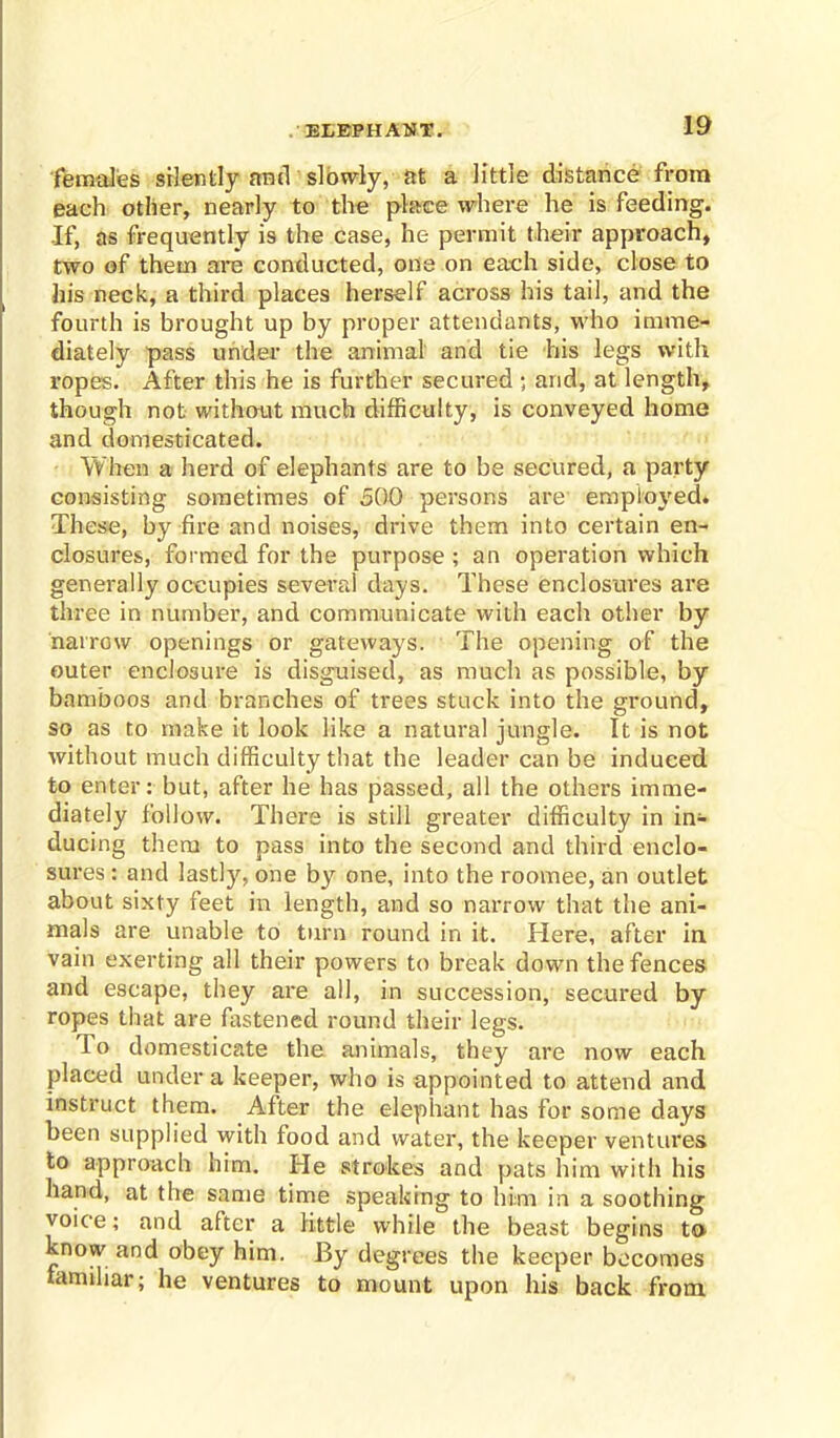 females silently and slowly, at a little distance from each other, nearly to the place where he is feeding. If, as frequently is the case, he permit their approach, two of them are conducted, one on each side, close to his neck, a third places herself across his tail, and the fourth is brought up by proper attendants, who imme- diately pass under the animal and tie his legs with ropes. After this he is further secured ; and, at length, though not without much difficulty, is conveyed home and domesticated. When a herd of elephants are to be secured, a party consisting sometimes of 500 persons are employed. These, by fire and noises, drive them into certain en- closures, formed for the purpose ; an operation which generally occupies several days. These enclosures are three in number, and communicate with each other by narrow openings or gateways. The opening of the outer enclosure is disguised, as much as possible, by bamboos and branches of trees stuck into the ground, so as to make it look like a natural jungle. It is not without much difficulty that the leader can be induced to enter: but, after he has passed, all the others imme- diately follow. There is still greater difficulty in in- ducing them to pass into the second and third enclo- sures : and lastly, one by one, into the roomee, an outlet about sixty feet in length, and so narrow that the ani- mals are unable to turn round in it. Here, after in vain exerting all their powers to break down the fences and escape, they are all, in succession, secured by ropes that are fastened round their legs. To domesticate the animals, they are now each placed under a keeper, who is appointed to attend and instruct them. After the elephant has for some days been supplied with food and water, the keeper ventures to approach him. He strokes and pats him with his hand, at the same time speaking to him in a soothing voice; and after a little while the beast begins to know and obey him. By degrees the keeper becomes familiar; he ventures to mount upon his back from