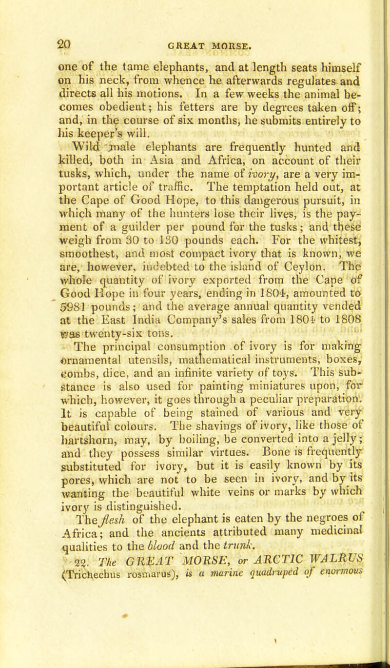 one of the tame elephants, and at length seats himself on his neck, from whence he afterwards regulates and directs all his motions. In a few weeks the animal be- comes obedient; his fetters are by degrees taken off; and, in the course of six months, he submits entirely to his keeper's will. Wild jnale elephants are frequently hunted and killed, both in Asia and Africa, on account of their tusks, which, under the name of ivory, are a very im- portant article of traffic. The temptation held out, at the Cape of Good Hope, to this dangerous pursuit, in which man}' of the hunters lose their lives, is the pay- ment of a guilder per pound for the tusks; and these weigh from 30 to 130 pounds each. For the whitest, smoothest, and most compact ivory that is known, we are, however, indebted to the island of Ceylon. The whole quantity of ivory exported from the Cape of Good Hope in four years, ending in 1S04-, amounted to 5981 pounds; and the average annual quantity vended at the East India Company's sales from 1801 to 1808 r/as twenty-six tons. The principal consumption of ivory is for making ornamental utensils, mathematical instruments, boxes, combs, dice, and an infinite variety of toys. This sub- stance is also used for painting miniatures upon, for which, however, it goes through a peculiar preparation. It is capable of being stained of various and very beautiful colours. The shavings of ivory, like those of hartshorn, may, by boiling, be converted into a jelly; and they possess similar virtues. Bone is frequently substituted for ivory, but it is easily known by its pores, which are not to be seen in ivory, and by its wanting the beautiful white veins or marks by which ivory is distinguished. Thejlesh of the elephant is eaten by the negroes of Africa; and the ancients attributed many medicinal qualities to the blood and the trunk: 22. The GREAT MORSE, or ARCTIC WALRUS (Trichechus rosmarus), is a marine quadruped of enormous