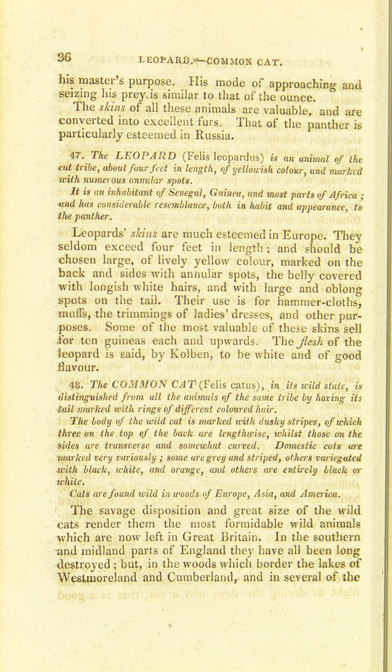 LEOPARD =-COMM0N CAT. his master's purpose. His mode of approaching and seizing his prey.is similar to that of the ounce. The skins of all these animals are valuable, and are converted into excellent fuss. That of the panther is particularly esteemed in Russia. 47. The LEOPARD (Felis leopardus) is an animal of the cut tribe, about four feet in length, of yellowish colour, and marked icith numerous annular spots. It is ail inhabitant of Senegal, Guinea, and most parts of Africa ; und has considerable resemblance, both in habit and appearance, to the panther. Leopards' skins are much esteemed in Europe. They seldom exceed four feet in length; and should be chosen large, of lively yellow colour, marked on the back and sides with annular spots, the belly covered with longish white hairs, and with large and oblong spots on the tail. Their use is for hammer-cloths, muffs, the trimmings of ladies' dresses, and other pur- poses. Some of the most valuable of these skins sell for ten guineas each and upwards. The Jlesh of the leopard is said, by Kolben, to be white and of good flavour. 48. The COMMON CAT (Felis catus), in its wild state, is distinguished from all the anitnals of the same tribe by having its tail marked with rings of different coloured hair. The body of the wild cat is marked ivith dusky stripes, of which three on the top of the back are lengthwise, tvhilst those on the sides are tiwisverse and somewhat curved. Domestic cats ure marked very variously ; some are grey and striped, others variegated with black, white, and orange, and others are entirely black or while. Cats are found wild in woods of Europe, Asia, and America. The savage disposition and great size of the wild cats render them the most formidable wild animals which are now left in Great Britain. In the southern tind midland parts of England they have all been long destroyed ; but, in the woods which border the lakes of Westmoreland and Cumberland, and in several of the