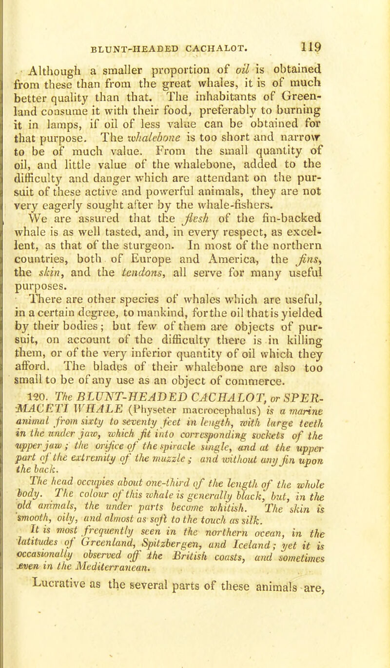 Although a smaller proportion of oil is obtained from these than from the great whales, it is of much better quality than that. The inhabitants of Green- land consume it with their food, preferably to burning it in lamps, if oil of less value can be obtained for that purpose. The whalebone is too short and narrow to be of much value. From the small quantity of oil, and little value of the whalebone, added to the difficulty and danger which are attendant on the pur- suit of these active and powerful animals, they are not very eagerly sought after by the whale-fishers. We are assured that the Jlesh of the fin-backed whale is as well tasted, and, in every respect, as excel- lent, as that of the sturgeon. In most of the northern countries, both of Europe and America, the jins, the skin, and the tendons, all serve for many useful purposes. There are other species of whales which are useful, in a certain degree, to mankind, for the oil that is yielded by their bodies; but few of them are objects of pur- suit, on account of the difficulty there is in killing them, or of the very inferior quantity of oil which they afford. The blades of their whalebone are also too small to be of any use as an object of commerce. 120. The BLUNT-HEADED CACHALOT, or SPER- MACETI WHALE (Pliyseter macrocephalus) is a marine animal from sixty to seventy feet in length, with large teeth in the under jaw, which jit into corresponding sockets of the 'upper jaw ; the orifice of the spiracle single, and at the upper part of the extremity of the muzzle ; and luithout any Jin upon the lack. The head occupies about one-third (if the length of the whole body. The colour of this zohale is generally black, but, in the old animals, the under parts become whitish. The skin is 'smooth, oily, and almost as soft to the touch as silk. It is most frequently seen in the northern ocean, in the latitudes of Greenland, Spitzbergen, and Iceland; yet it is occasionally observed off the British coasts, and sometimes £ven in the Mediterranean. Lucrative as the several parts of these animals are,
