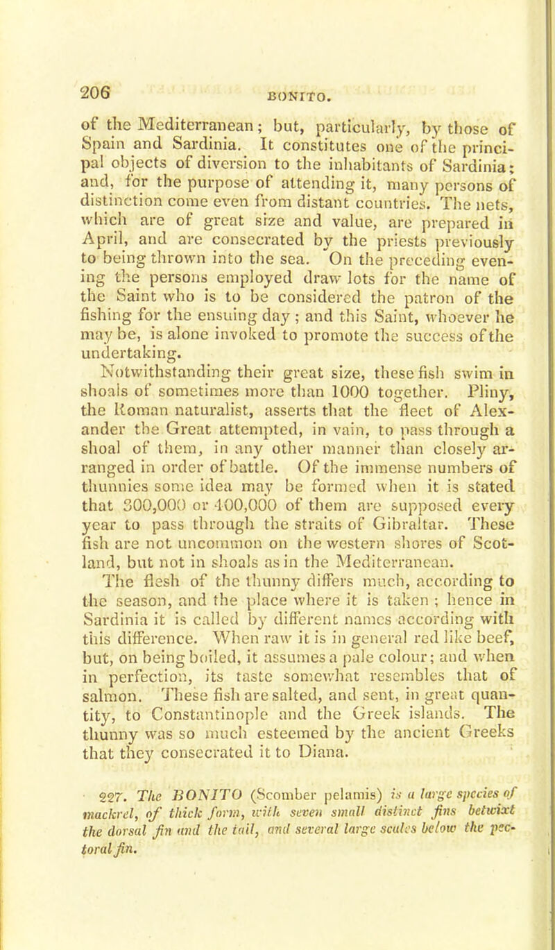 BONITO. of the Mediterranean; but, particularly, by those of Spain and Sardinia. It constitutes one of the princi- pal objects of diversion to the inhabitants of Sardinia; and, for the purpose of attending it, many persons of distinction come even from distant countries. The nets, which are of great size and value, are prepared in April, and are consecrated by the priests previously to being thrown into the sea. On the preceding even- ing the persons employed draw lots for the name of the Saint who is to be considered the patron of the fishing for the ensuing day ; and this Saint, whoever he may be, is alone invoked to promote the success of the undertaking. Notwithstanding their great size, these fish swim in shoals of sometimes more than 1000 together. Pliny, the Roman naturalist, asserts that the fleet of Alex- ander the Great attempted, in vain, to pass through a shoal of them, in any other manner than closely ar- ranged in order of battle. Of the immense numbers of thunnies some idea may be formed when it is stated that 300,000 or 400,000 of them are supposed every year to pass through the straits of Gibraltar. These fish are not uncommon on the western shores of Scot- land, but not in shoals as in the Mediterranean. The flesh of the thunny differs much, according to the season, and the place where it is taken ; hence in Sardinia it is called by different names according with this difference. When raw it is in general red like beef, but, on being boiled, it assumes a pale colour; and when in perfection, its taste somewhat resembles that of salmon. These fish are salted, and sent, in great quan- tity, to Constantinople and the Greek islands. The thunny was so much esteemed by the ancient Greeks that they consecrated it to Diana. 227. The BONITO (Scomber pelamis) is a targe species of muckrel, of thick form, with seven small distinct fins betwixt the dorsal Jin and the tail, and several large sculcs below the pec- toral Jin.