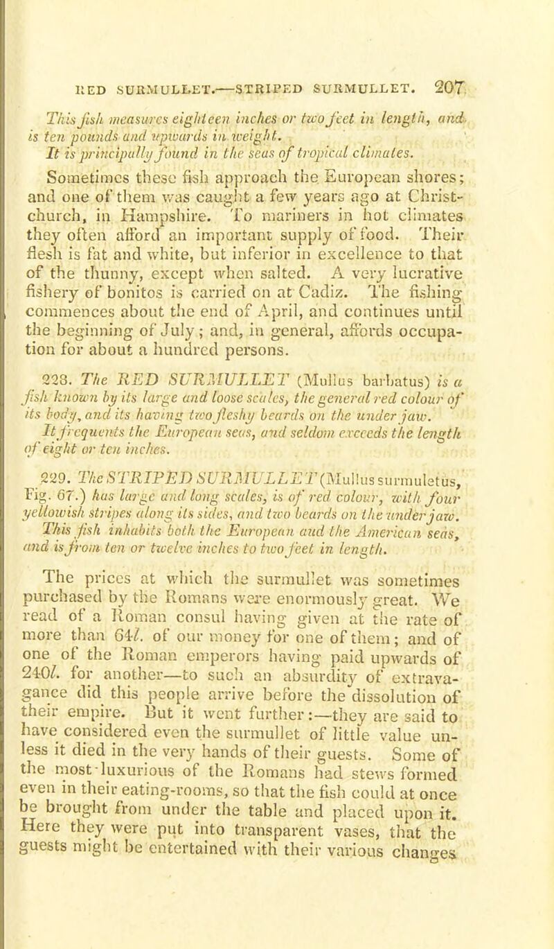 This jis/i measures eighteen inches or twofeet in length, and. is ten pounds unci upwards in .weight. It is principally found in the seas of tropical climates. Sometimes these fish approach the European shores; and one of them was caught a few years ago at Christ- church, in Hampshire. To mariners in hot climates they often afford an important supply of food. Their flesh is fat and white, but inferior in excellence to that of the thunny, except when salted. A very lucrative fishery of bonitos is carried on at Cadiz. The fishing- commences about the end of April, and continues until the beginning of July; and, in general, affords occupa- tion for about a hundred persons. 223. The RED SURMULLET (Mullus baibatus) is a jish known by its large and loose scales, the general red colour of its body, and its having twojleshy beards on the under jaw. It j'requents the European seas, and seldom exceeds the length of eight or ten inches. 229. The STRIPED SURMULLET (Mullussuvmuhtus, Fig. 67.) has large and long scales, is of red colour, zvith four yellowish, stripes along its sides, and two beards on the under jaw. This jish inhabits both the European and the American seas, and is from ten or ticelvc inches to twojeet in length. The prices at which the surmullet was sometimes purchased by the Romans were enormously great. We read of a Roman consul having given at the rate of more than Gil. of our money for one of them; and of one of the Roman emperors having paid upwards of 240/. for another—to such an absurdity of extrava- gance did this people arrive before the dissolution of their empire. But it went further:—they are said to have considered even the surmullet of little value un- less it died in the very hands of their guests. Some of the most-luxurious of the Romans had stews formed even in their eating-rooms, so that the fish could at once be brought from under the table and placed upon it. Here they were put into transparent vases, that the guests might be entertained with their various changes