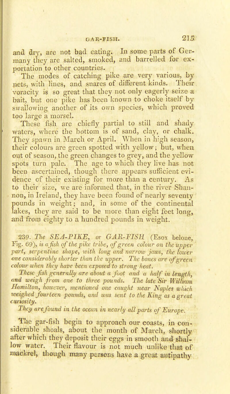 anil dry, are not bad eating. In some parts of Ger- many they are salted, smoked, and barrelled for ex- portation to other countries. The modes of catching pike are very various, by nets, with lines, and snares of different kinds. Their voracity is so great that they not only eagerly seize a bait, but one pike has been known to choke itself by swallowing another of its own species, which proved too large a morsel. These fish are chiefly partial to still and shady waters, where the bottom is of sand, clay, or chalk. They spawn in March or April. When in high season, their colours are green spotted with yellow; but, when out of season, the green changes to grey, and the yellow spots turn pale. The age to which they live has not been ascertained, though there appears sufficient evi- dence of their existing for more than a century. As to their size, we are informed that, in the river Shan- non, in Ireland, they have been found of nearly seventy pounds in weight; and, in some of the continental lakes, they are said to be more than eight feet long, and from eighty to a hundred pounds in weight. 239. Tlie SEA-PIKE, or GAR-FISH (Esox belone, Fig. 69), is ajish of the pike tribe, of green colour on the upper part, serpentine shape, with long and ?iarrow jaws, the lower one considerably shorter than the upper. The bones are of green colour when they have been exposed to strong heat. These fish generally are about a fuot and a half in length, and weigh from one to three pounds. The late Sir William Hamilton, however, mentioned one caught near Naples which, weighed fourteen pounds, and teas sent to the King as a great curiosity. They are found in the ocean in nearly all parts of Europe. The gar-fish begin to approach our coasts, in con- siderable shoals, about the month of March, shortly after which they deposit their eggs in smooth and shal- low water. Their flavour is not much unlike that of mackrel, though many persons have a great antipathy