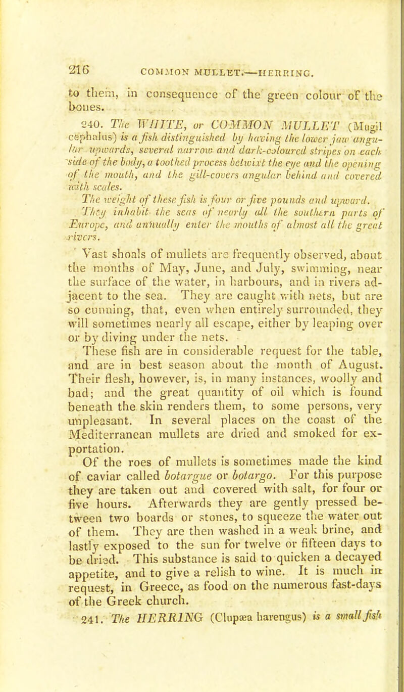 COMMON MULLET.— HERRING. to them, in consequence of the' green colour of the bones. 240. The WHITE, or COMMON MULLET (Mugil cephalus) is afsh distinguished by having the lozocr jaw angu- lar upwards, several narrow and dark-cjlourcd stripes on each- side of the body, a toothed process betwixt the eye and the opening of the mouth, and the gill-covers angular behind and covered- rath scales. The weight of these fish is four or five pounds and upward. They inhabit the sens of nearly all the southern parts of Europe, and anHuully enter the mouths of almost all the great ■rivers. Vast shoals of mullets are frequently observed, about the months of May, June, and July, swimming, near the surface of the water, in harbours, and in rivers ad- jacent to the sea. They are caught with nets, but are so cunning, that, even when entirely surrounded, they will sometimes nearly all escape, either by leaping over or by diving under the nets. These fish are in considerable request for the table, and are in best season about the month of August. Their flesh, however, is, in many instances, woolly and bad; and the great quantity of oil which is found beneath the skin renders them, to some persons, very unpleasant. In several places on the coast of the Mediterranean mullets are dried and smoked for ex- portation. Of the roes of mullets is sometimes made the kind of caviar called botargue or botargo. For this purpose they are taken out and covered with salt, for four or five hours. Afterwards they are gently pressed be- tween two boards or stones, to squeeze the water out of them. They are then washed in a weak brine, and lastly exposed to the sun for twelve or fifteen days to be driad. This substance is said to quicken a decayed appetite, and to give a relish to wine. It is much in request, in Greece, as food on the numerous fast-days of the Greek church. ■Ml. The HERRING (Clupsea harengus) is a small fish